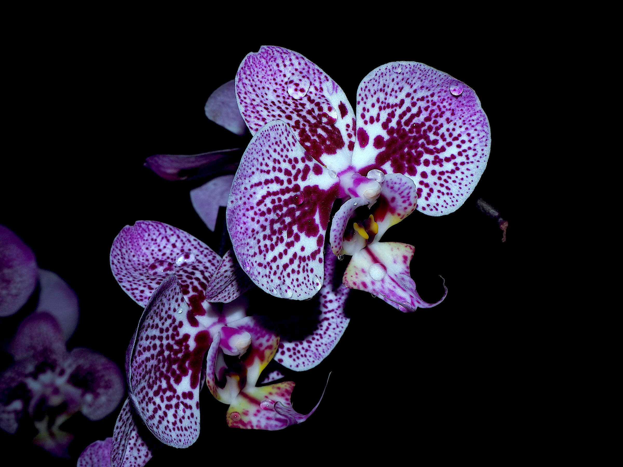 Orchidea in low key...