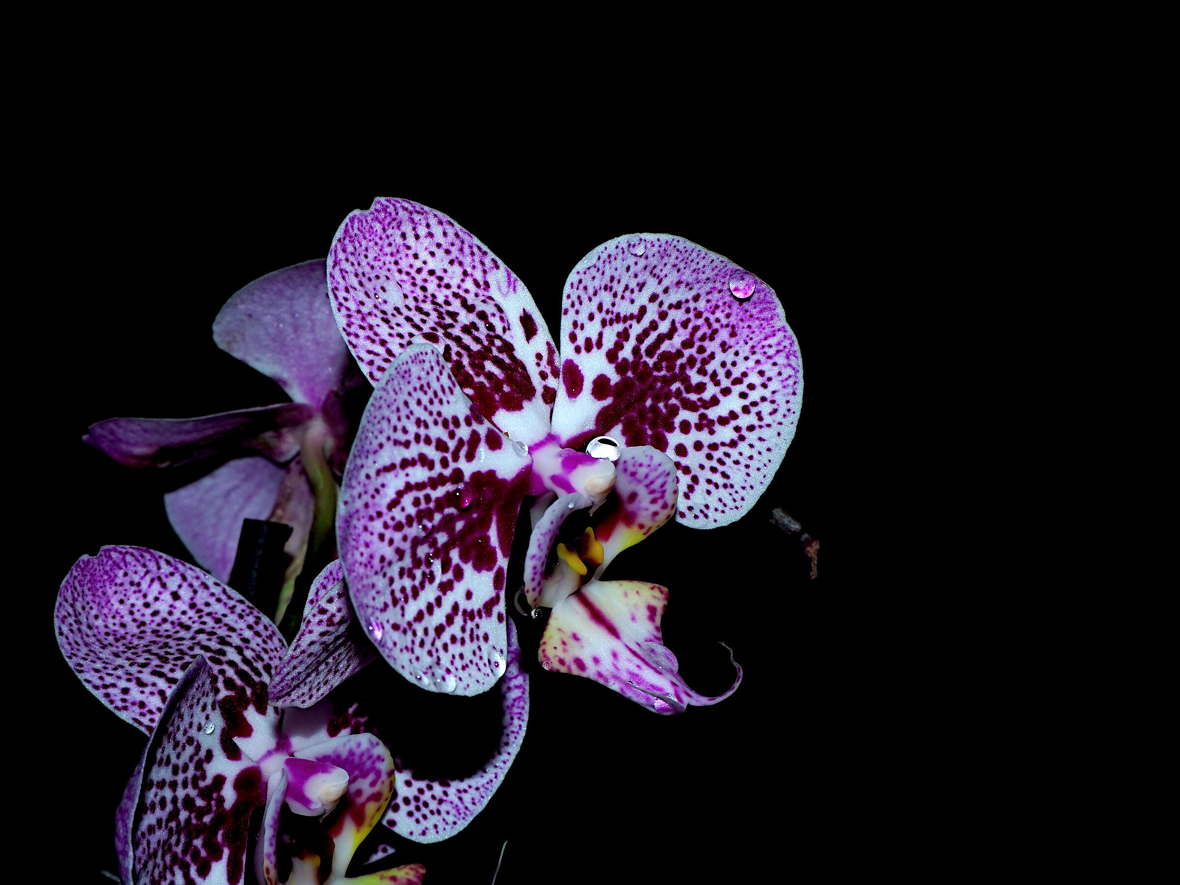 Orchid in low key...