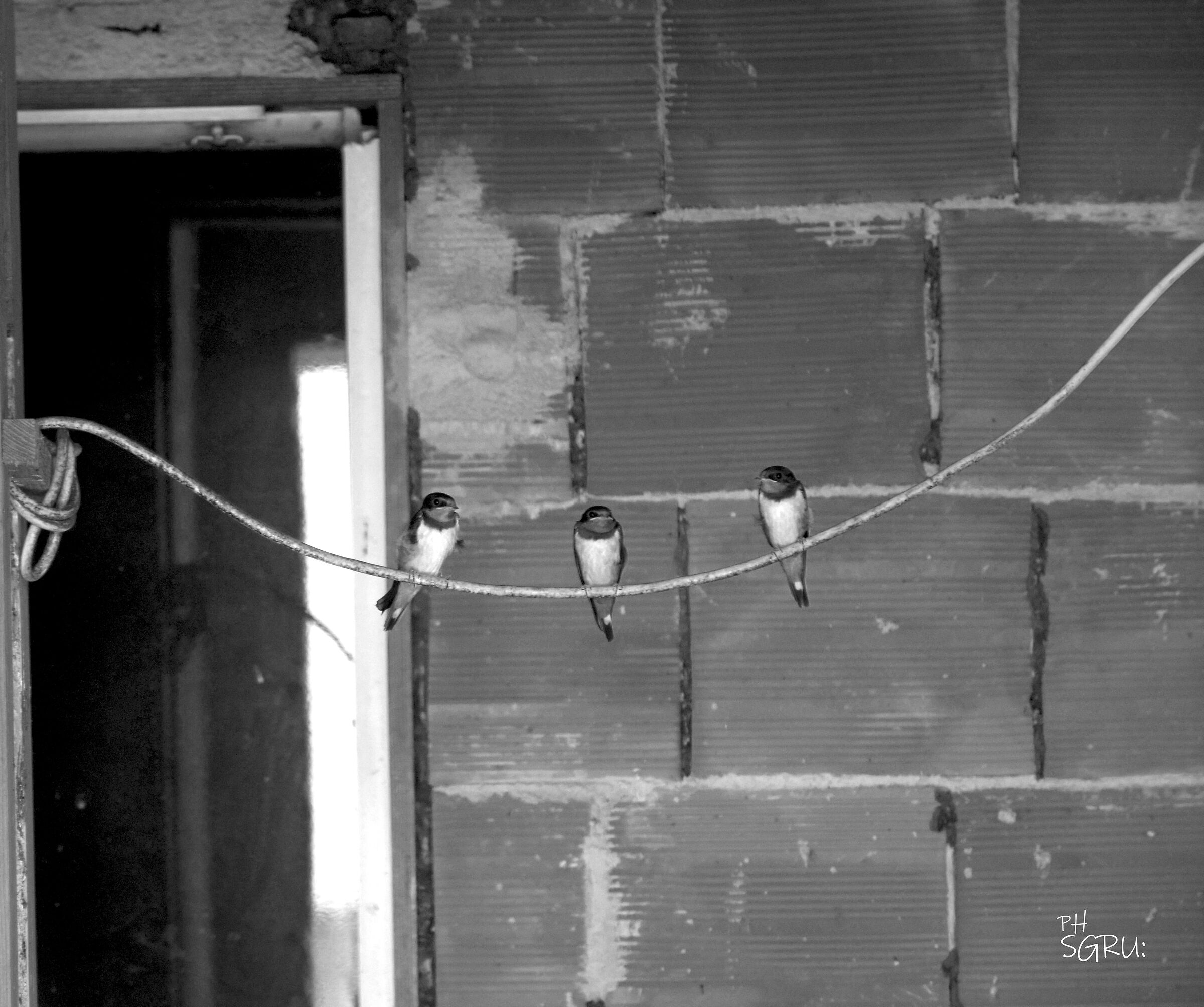 birds in the yard...