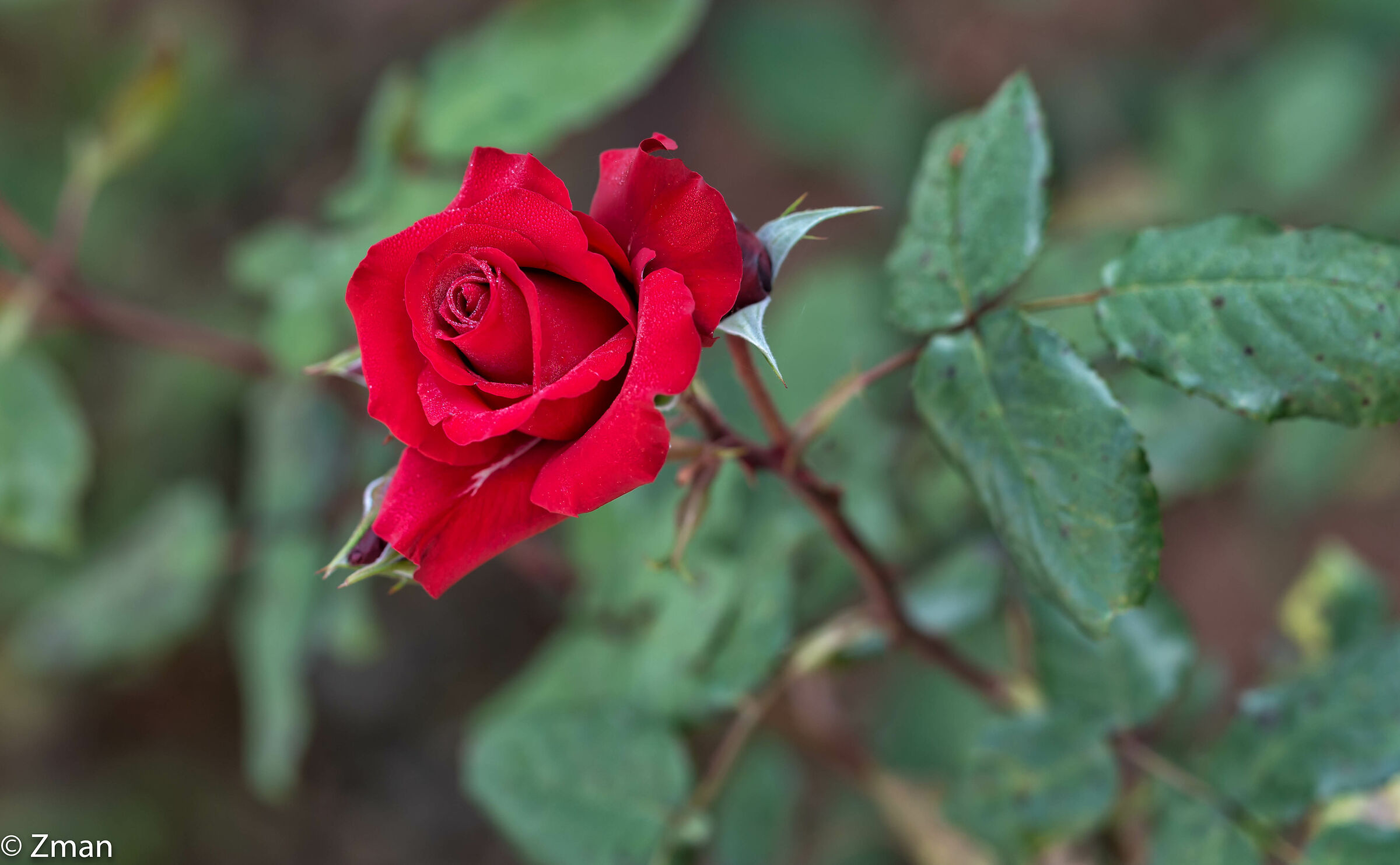 Rose rosse...