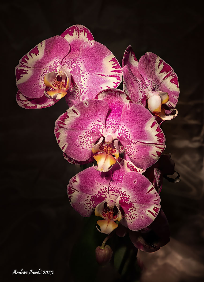 Phalaenopsis...
