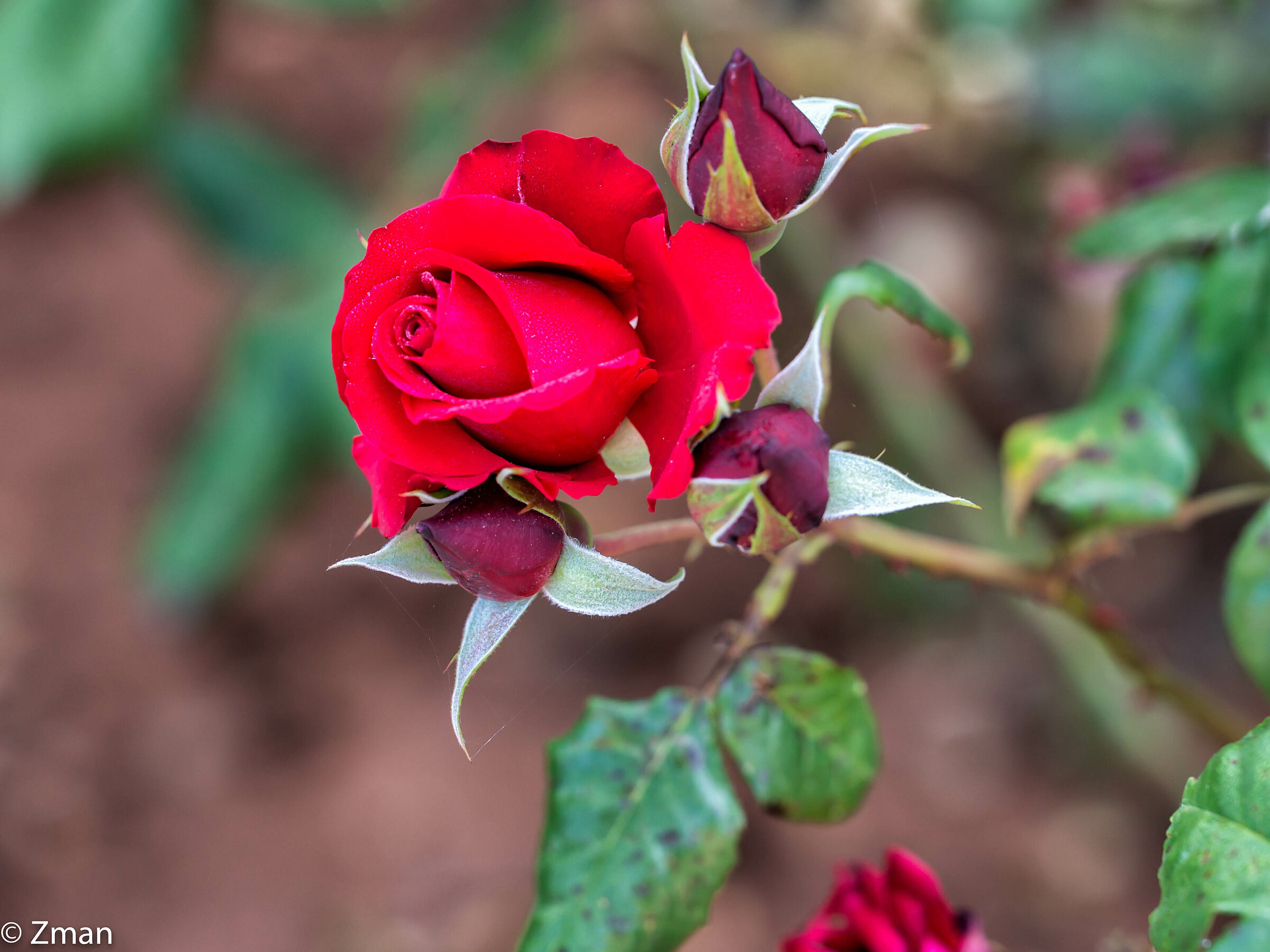 Rose rosse...