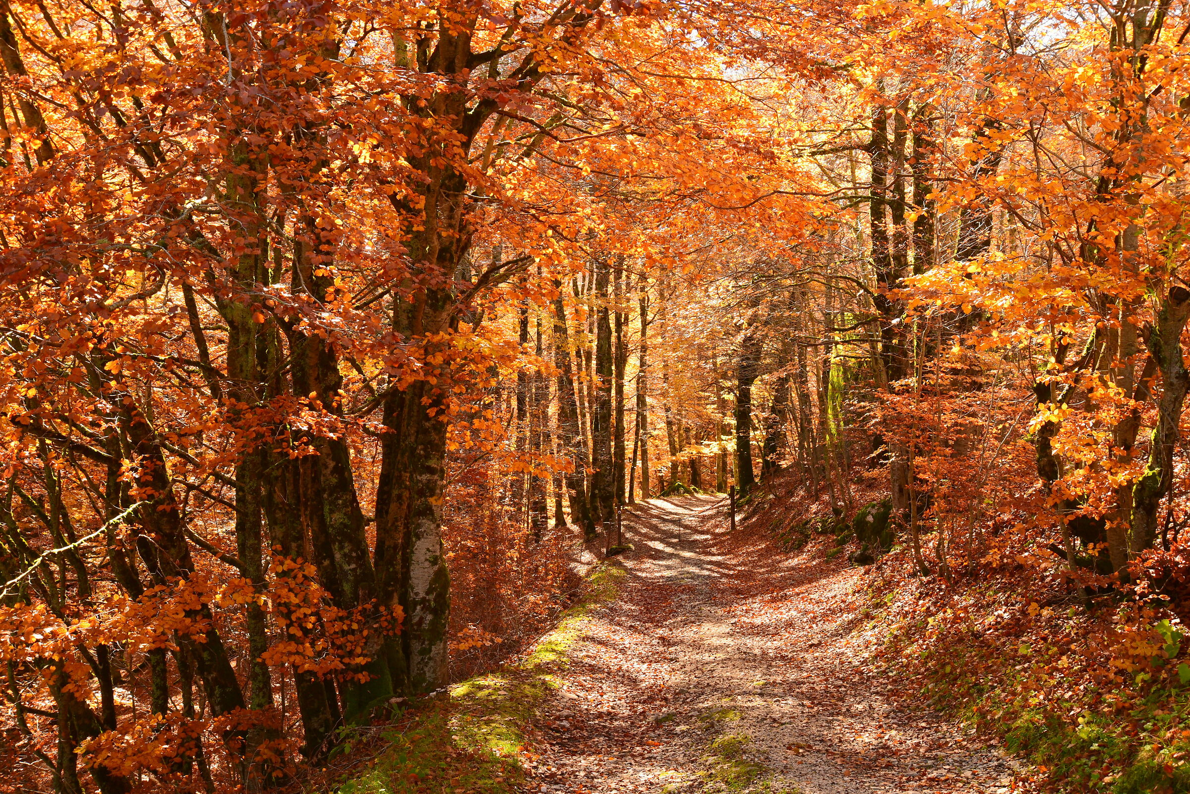 Autumn trails...
