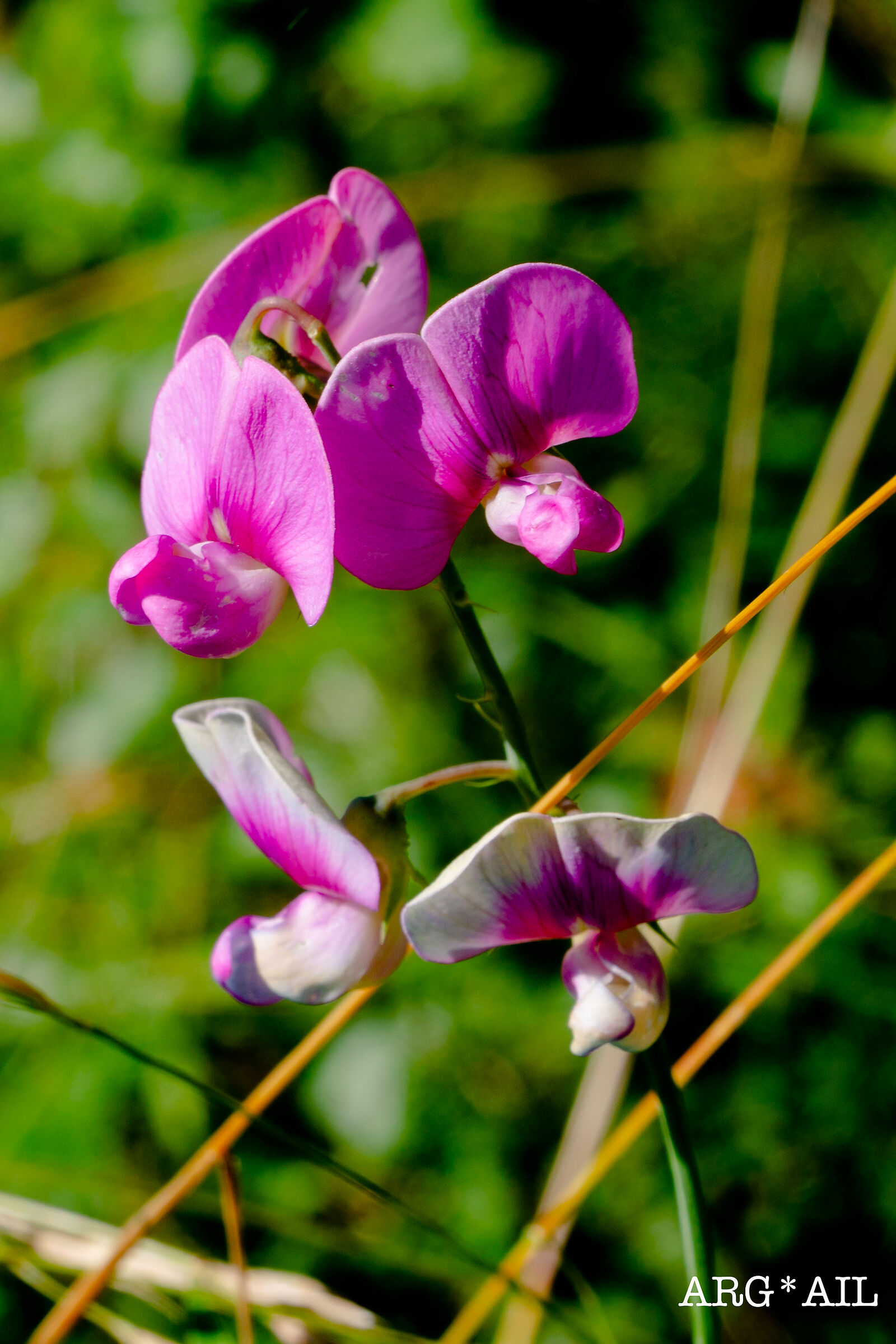 Wild orchid...