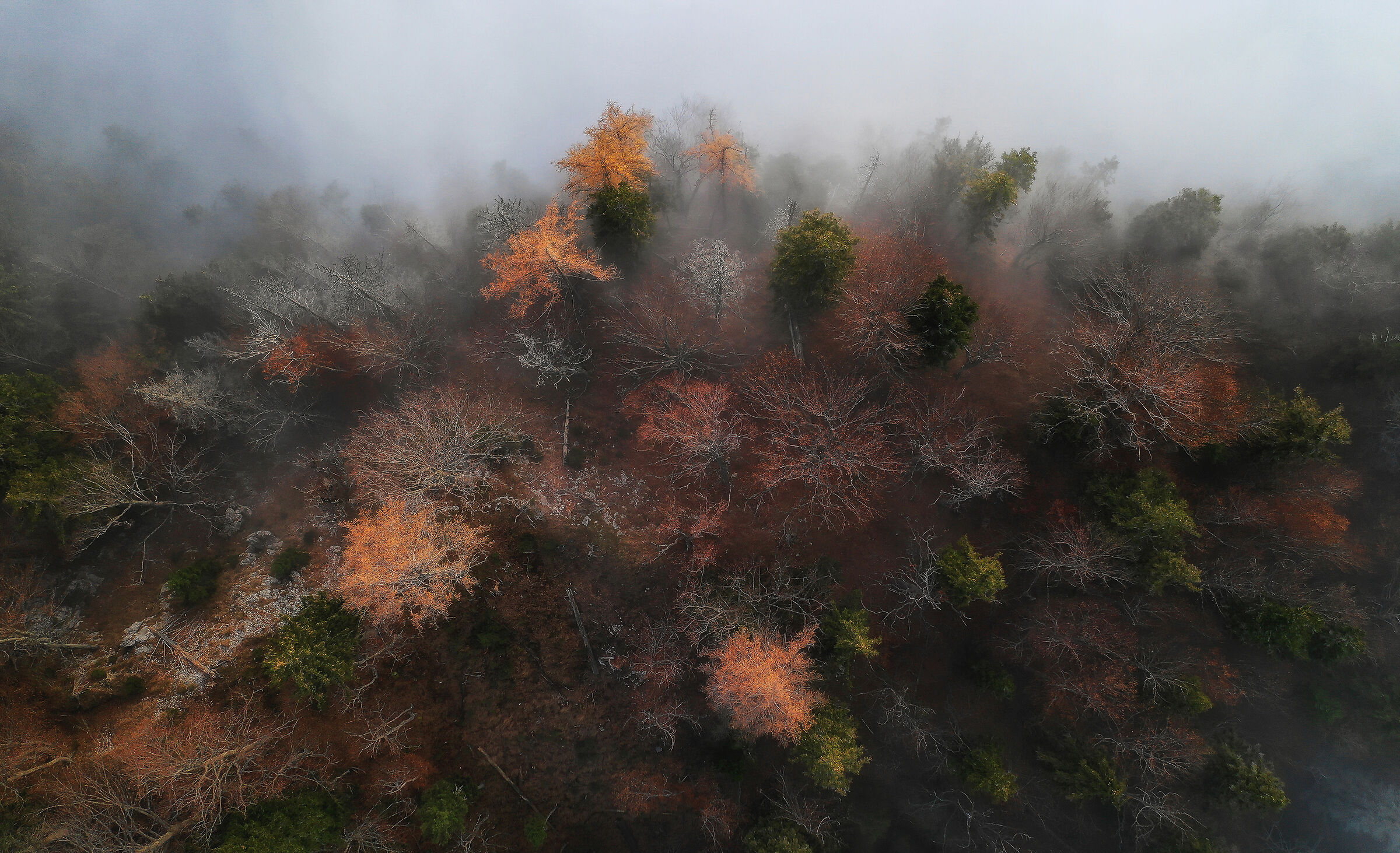 Murky autumn forest...