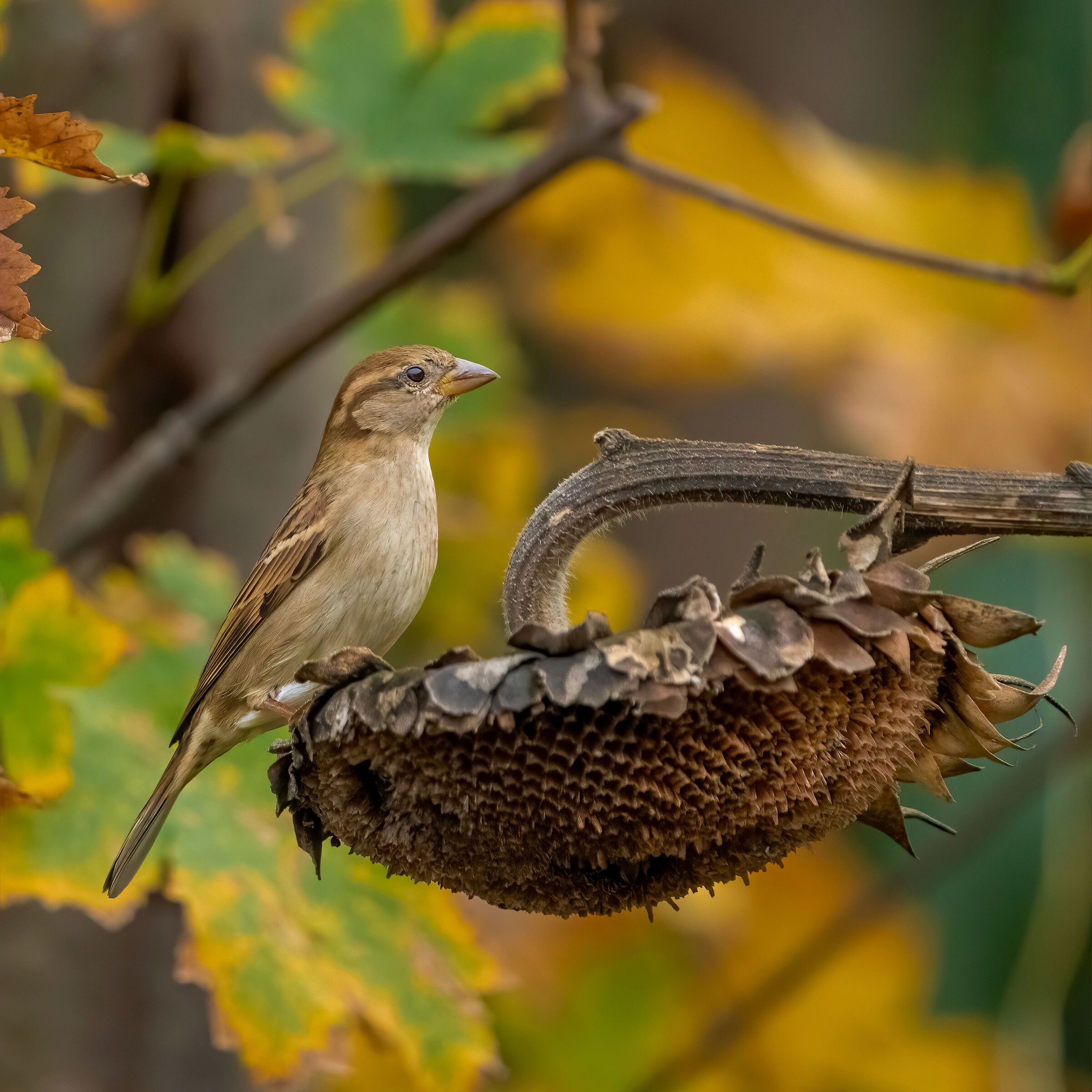 Autumn sparrow...