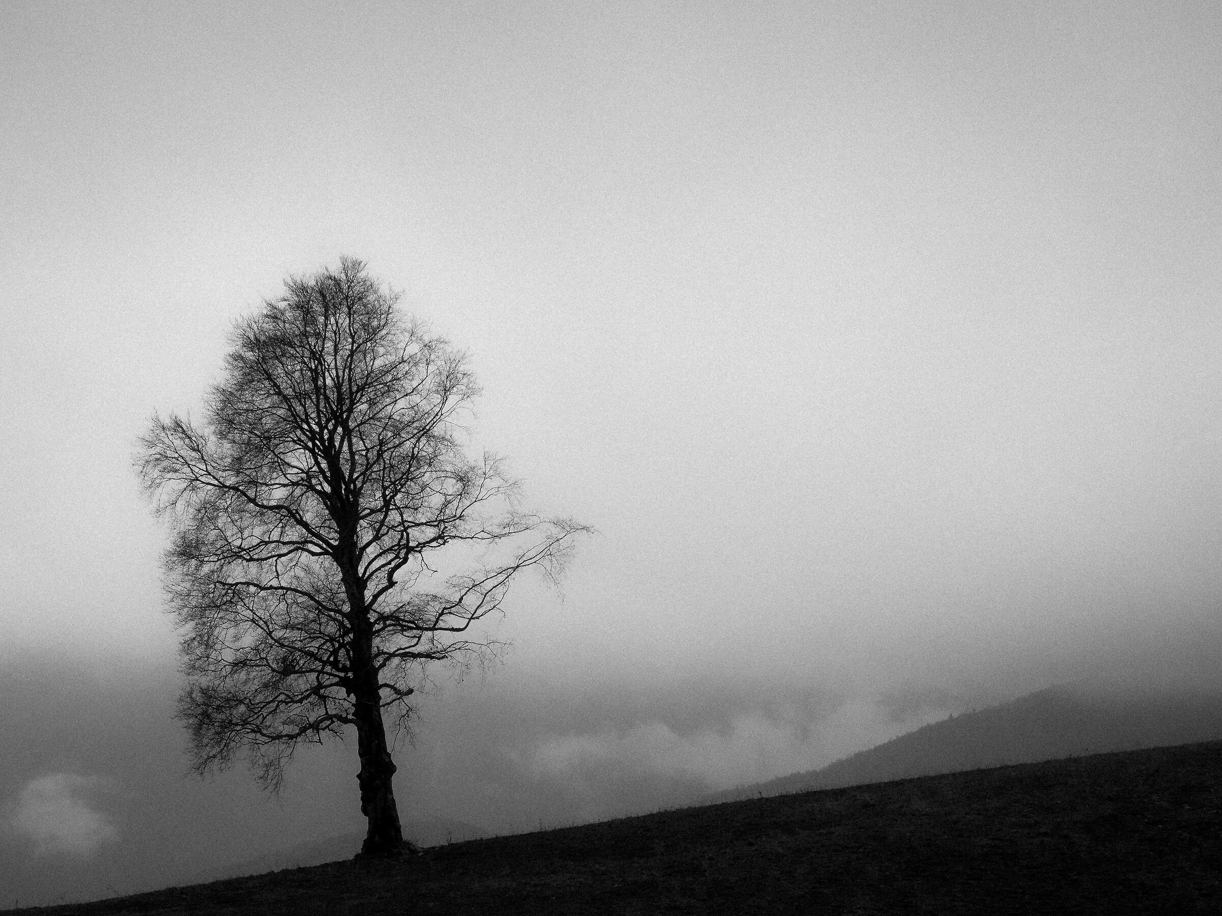 ..a tree in the fog...