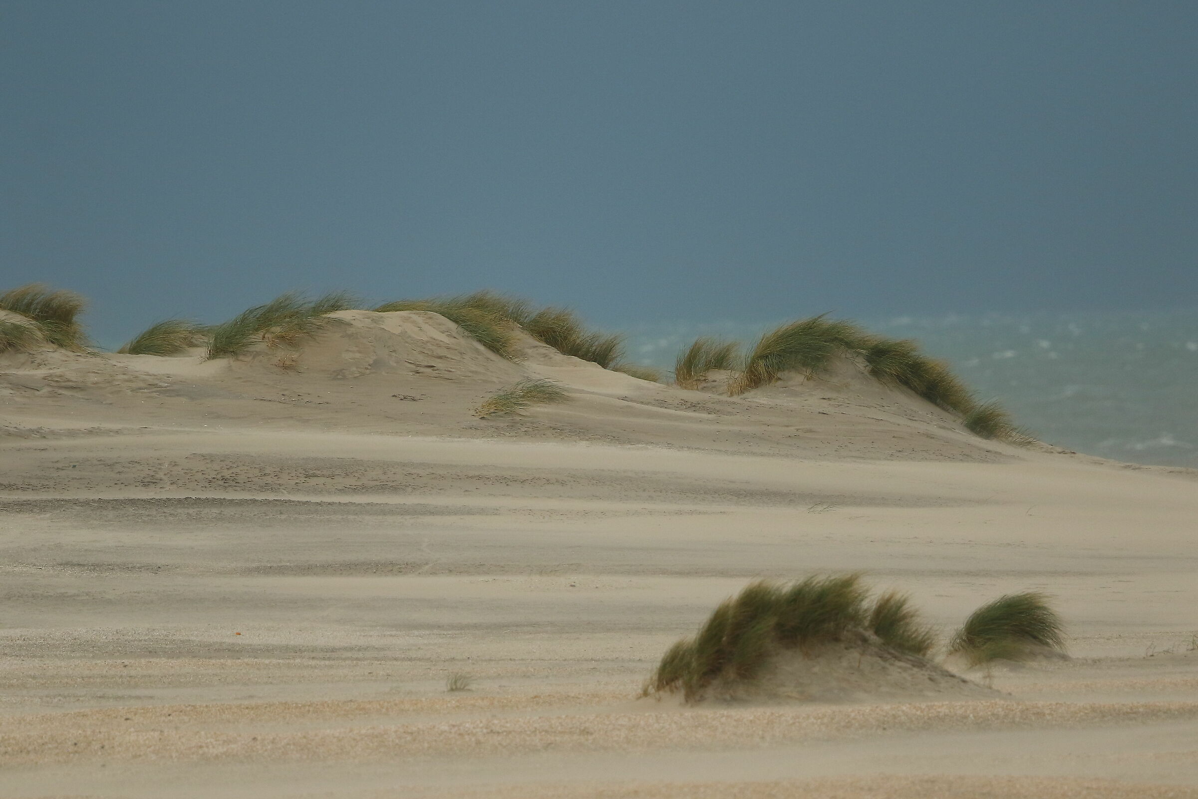 Dune di sabbia sul Mare del Nord...