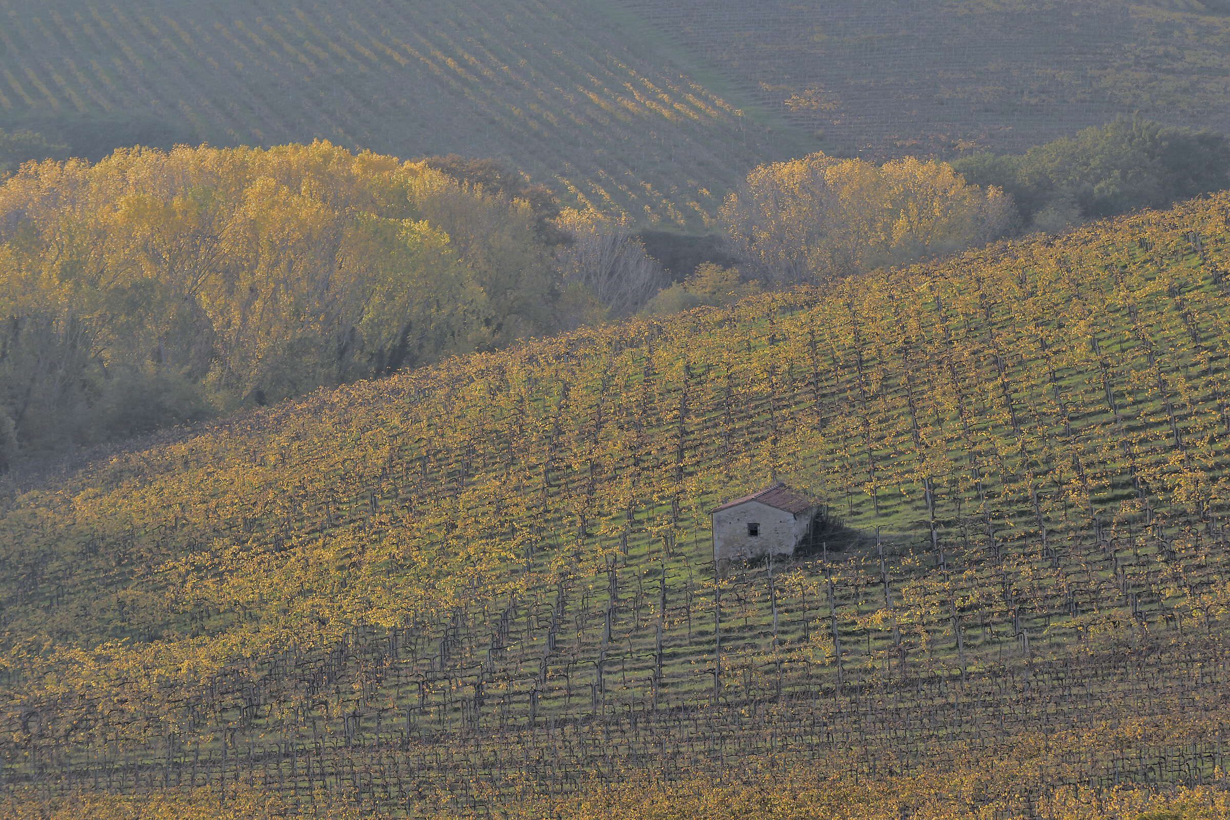 vigne Toscane novembre 2020...