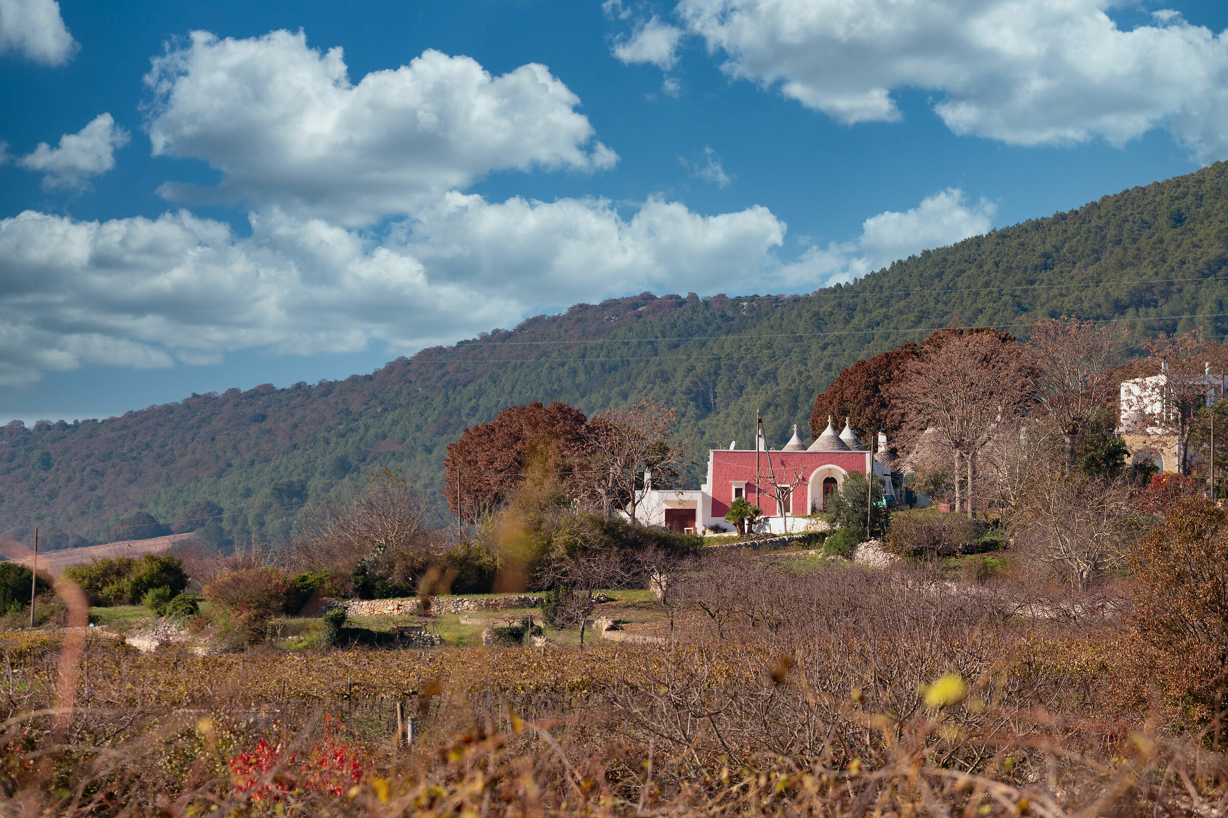 autumn vineyards and trulli...