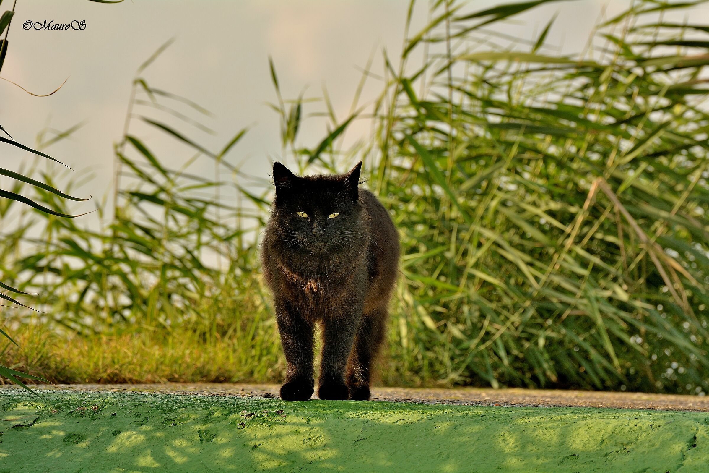 C'era un gatto nero,nero,nero...