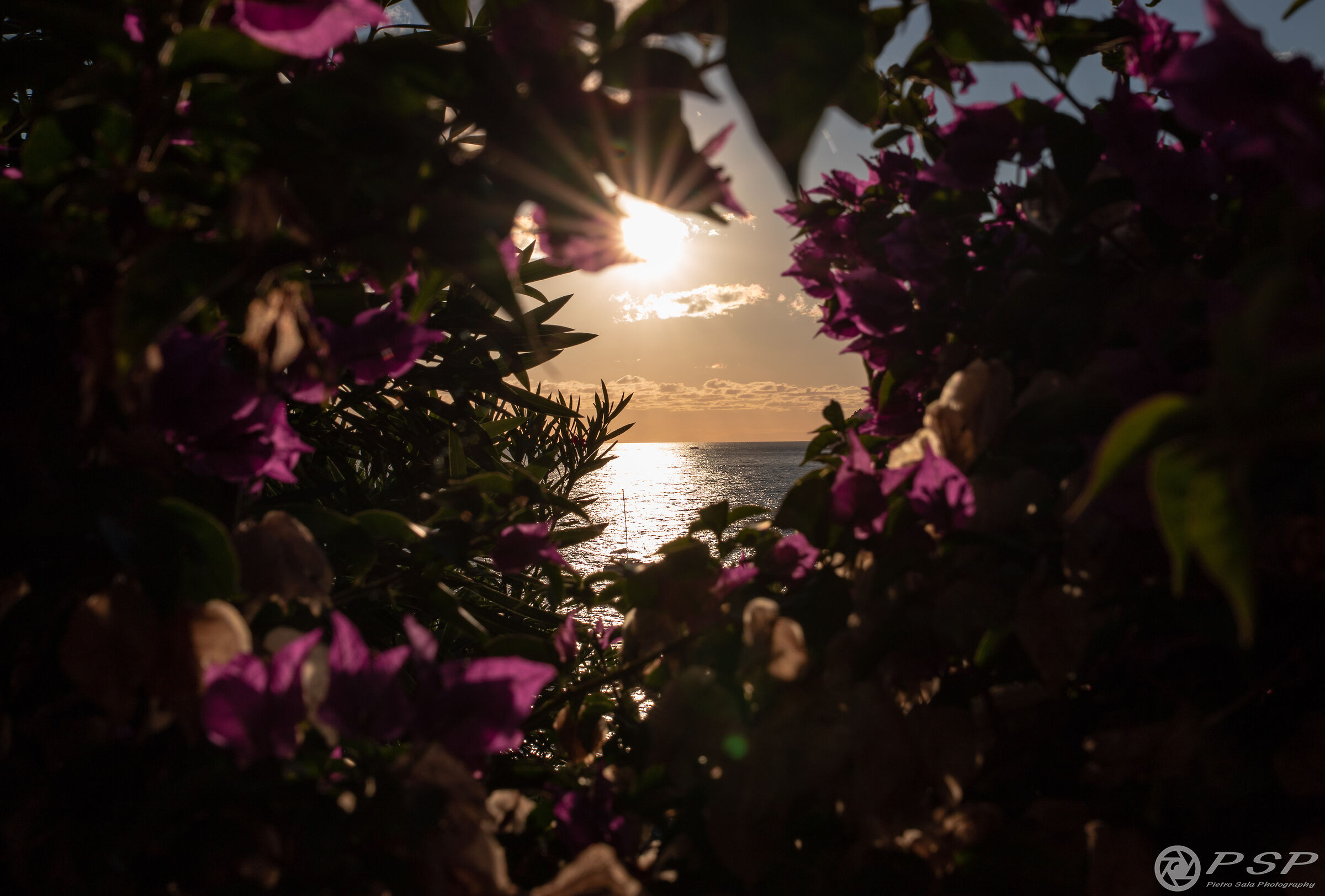 Sunset among the flowers of the Cinque Terre...