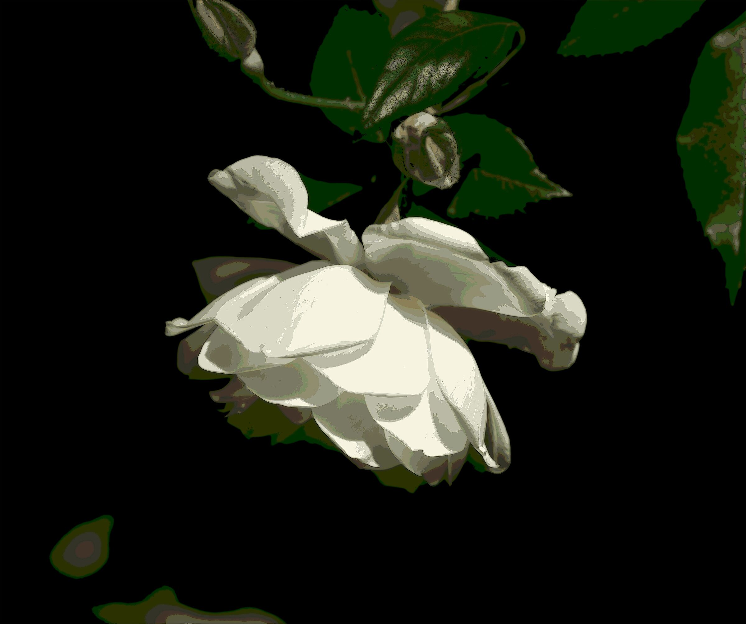 Rosa bianca...