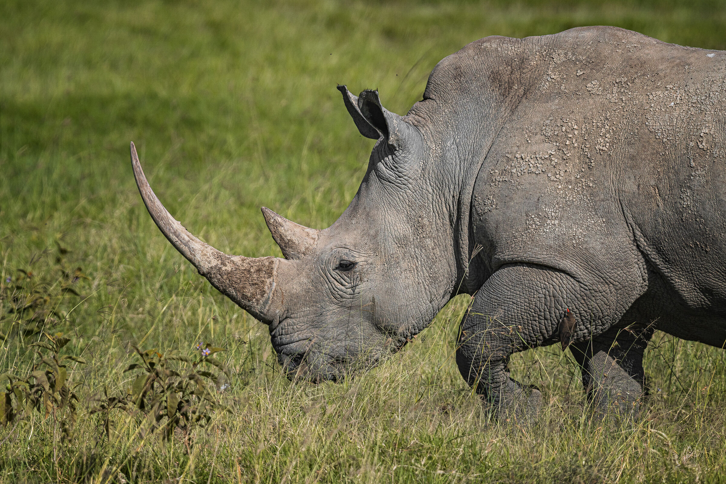 white rhinoceros...