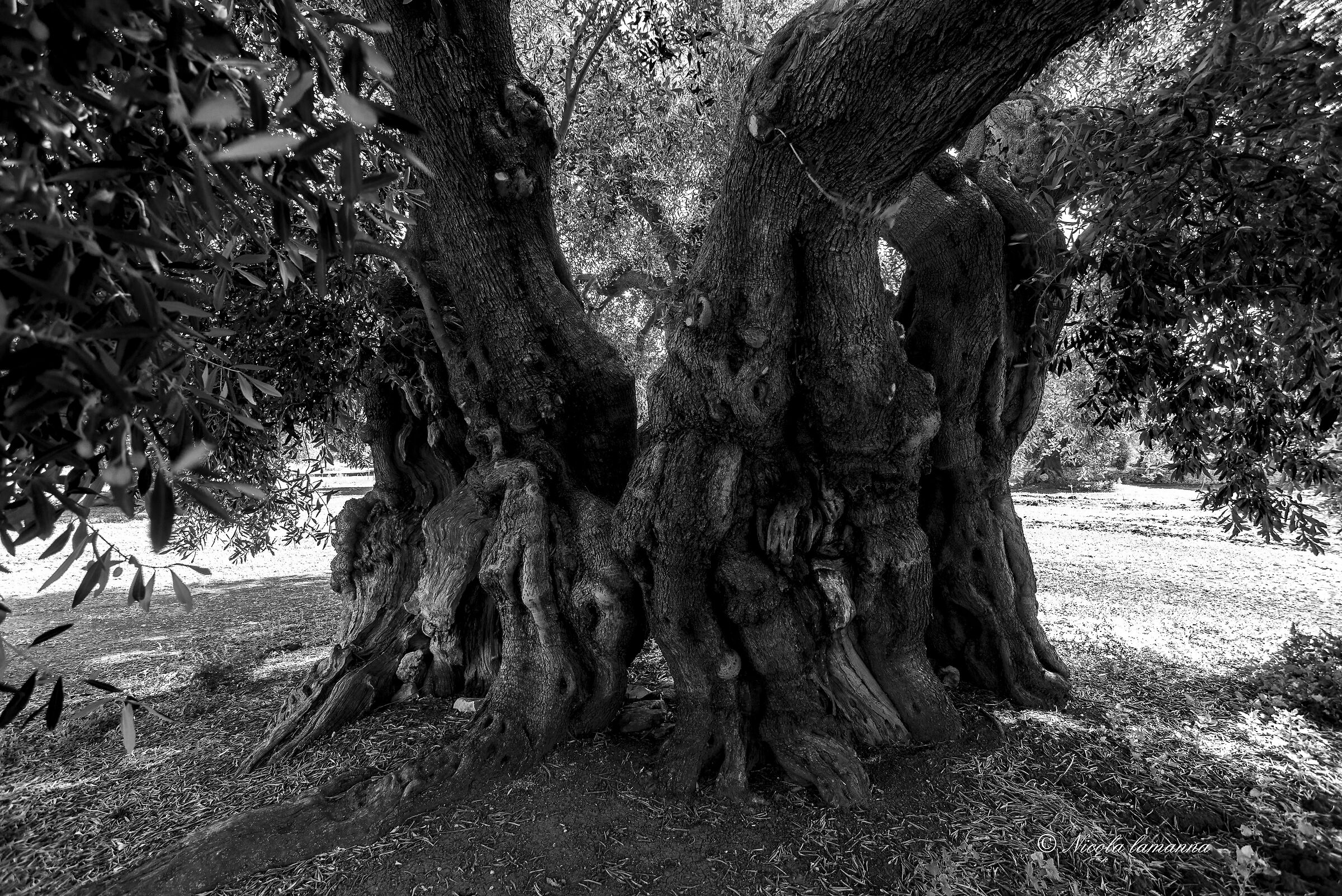 Centuries-old olive tree...