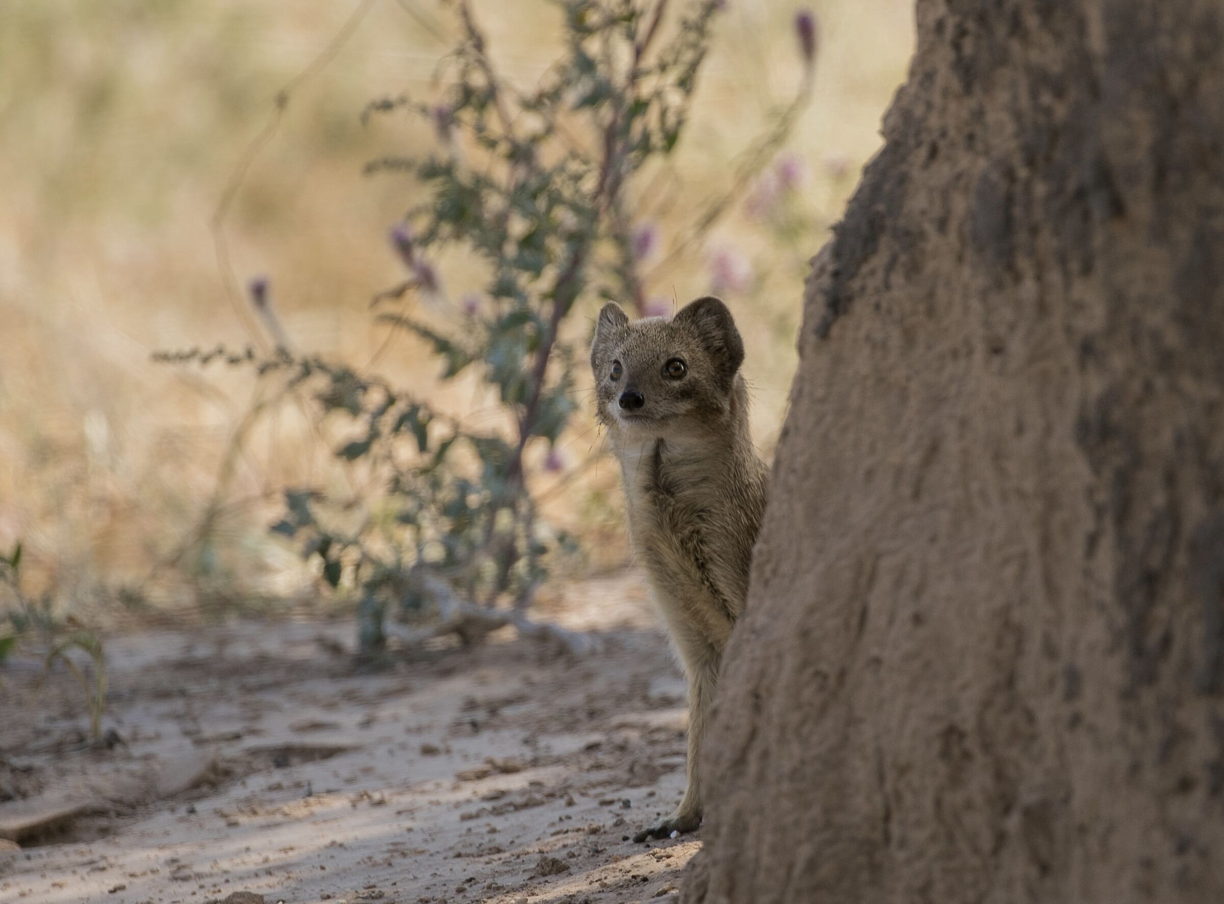 Curious mongoose...
