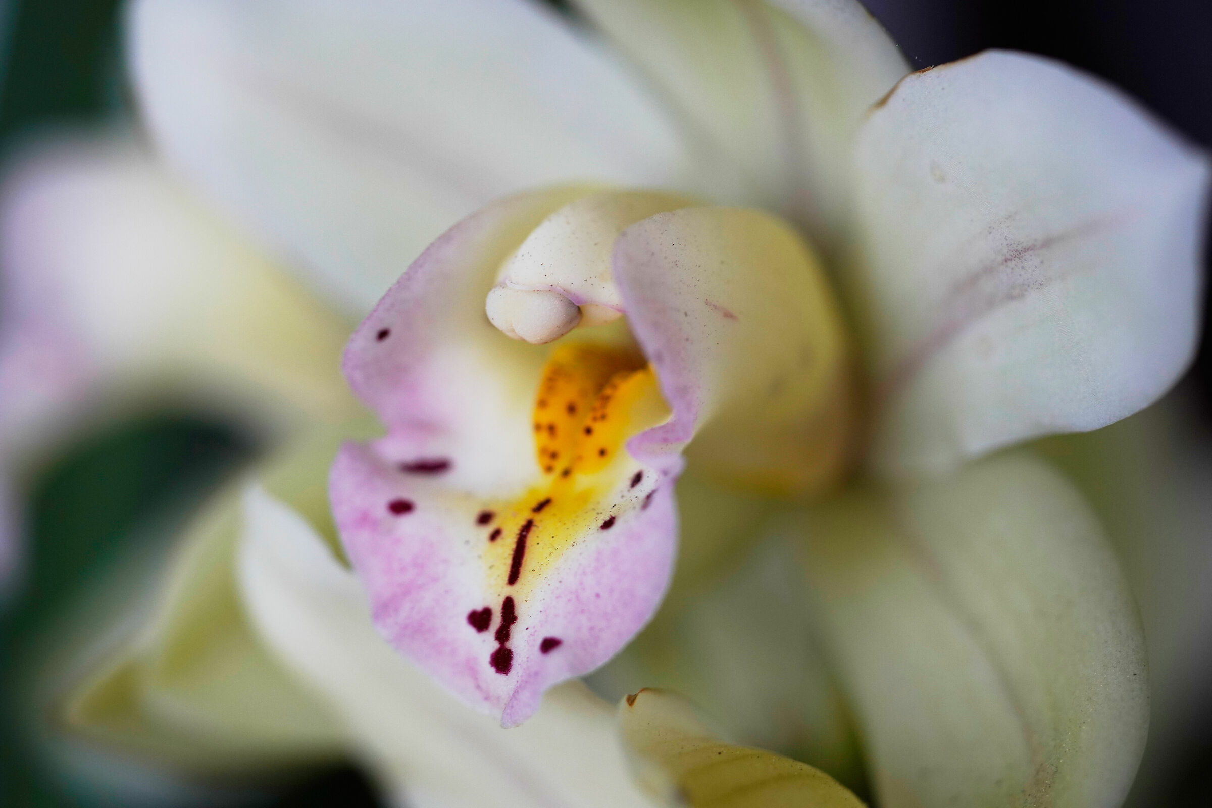 Botanical Orchid...