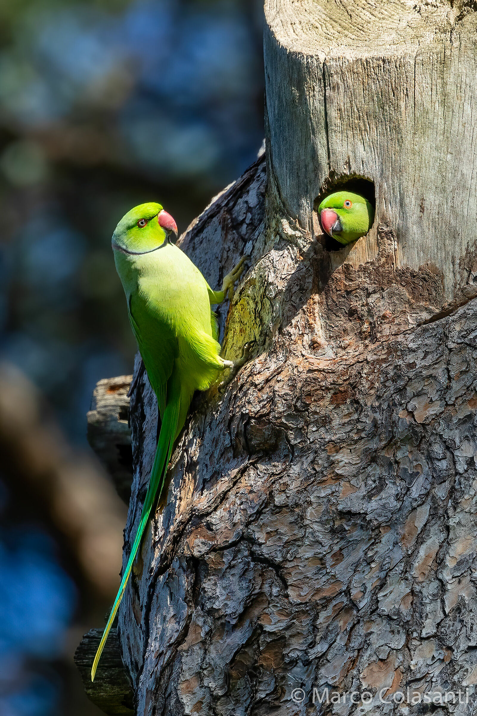 Collared parakeets in the nest...