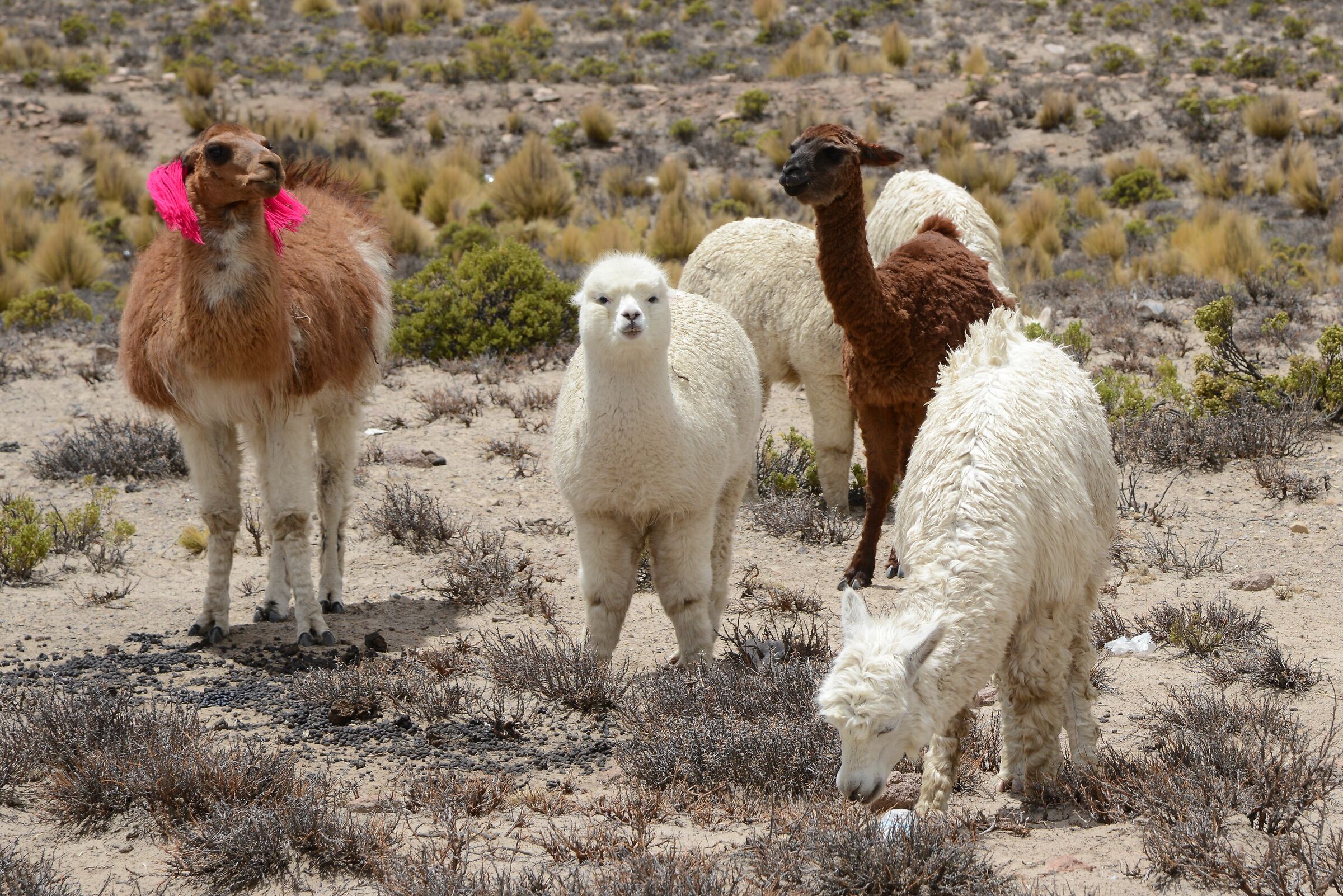 Andean encounters...