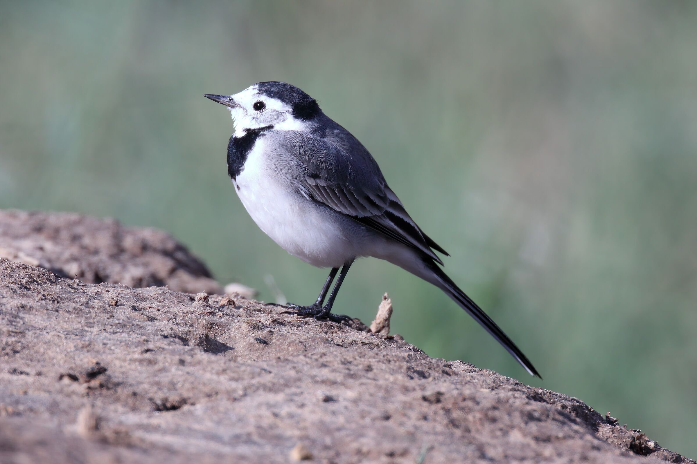 White wagtail...