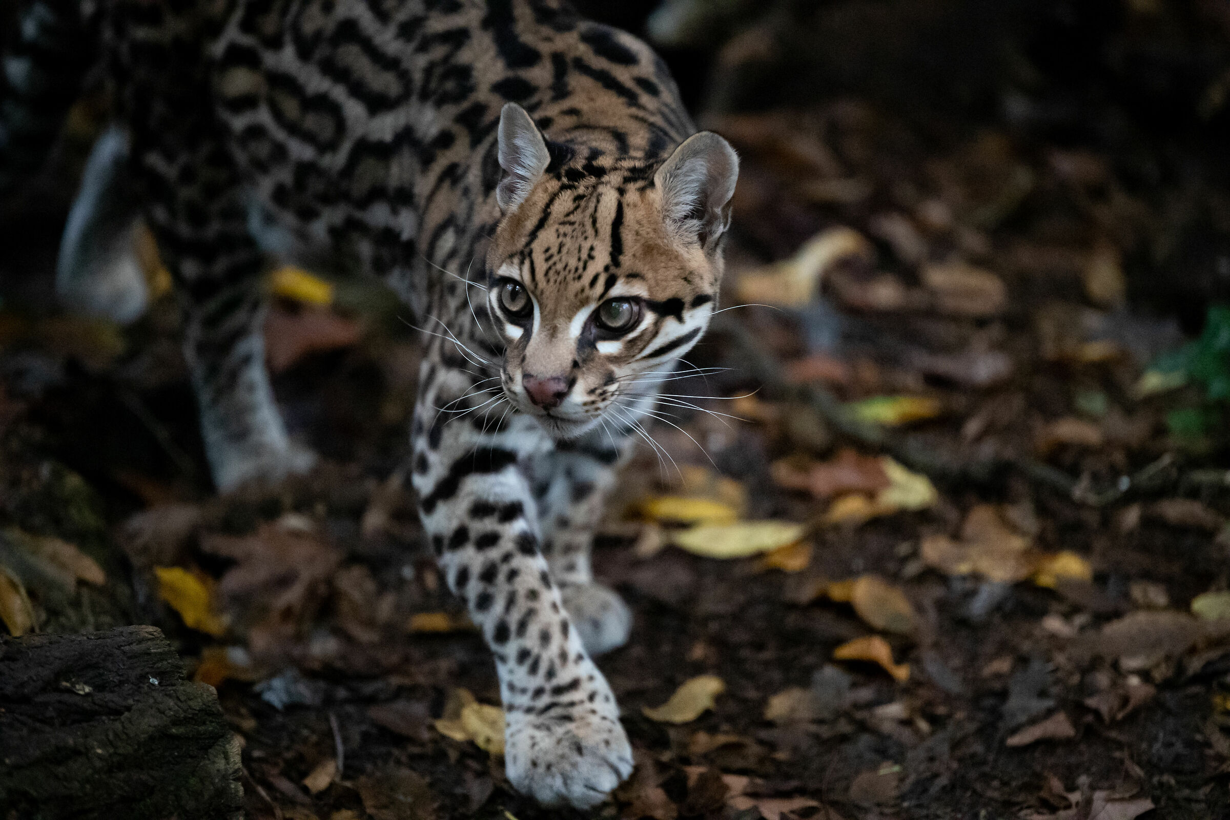 Ocelot...