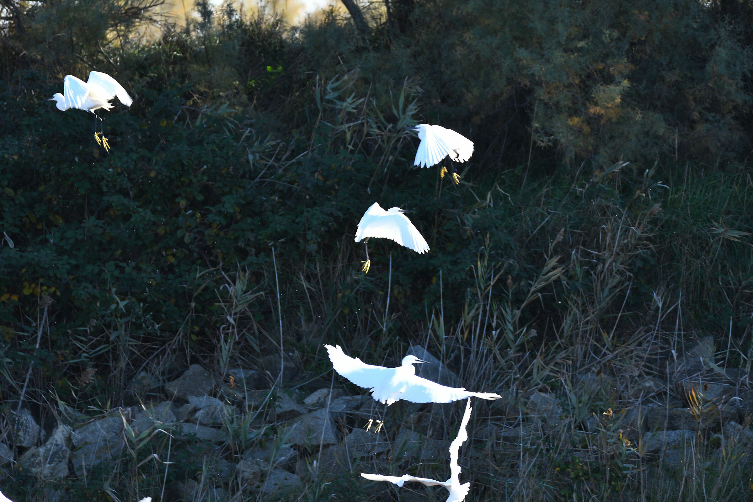 The take-off of the Egrets...
