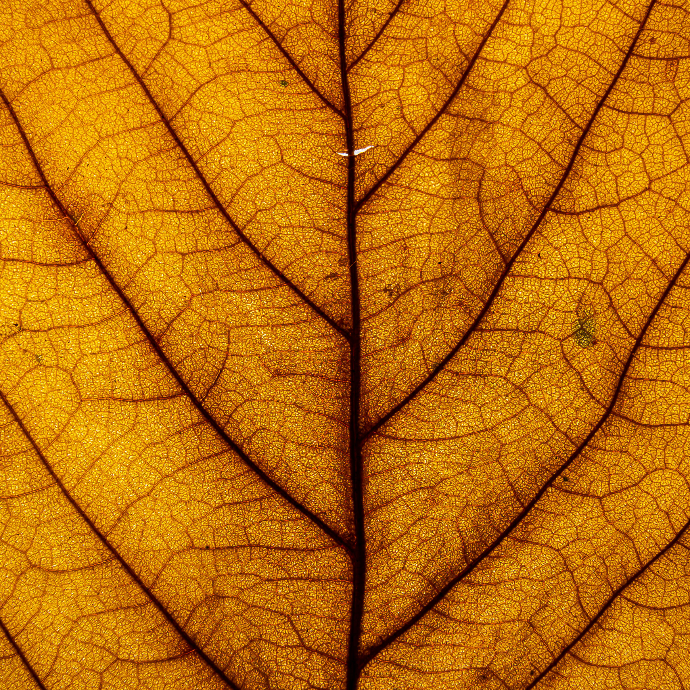 Autumn under a microscope...