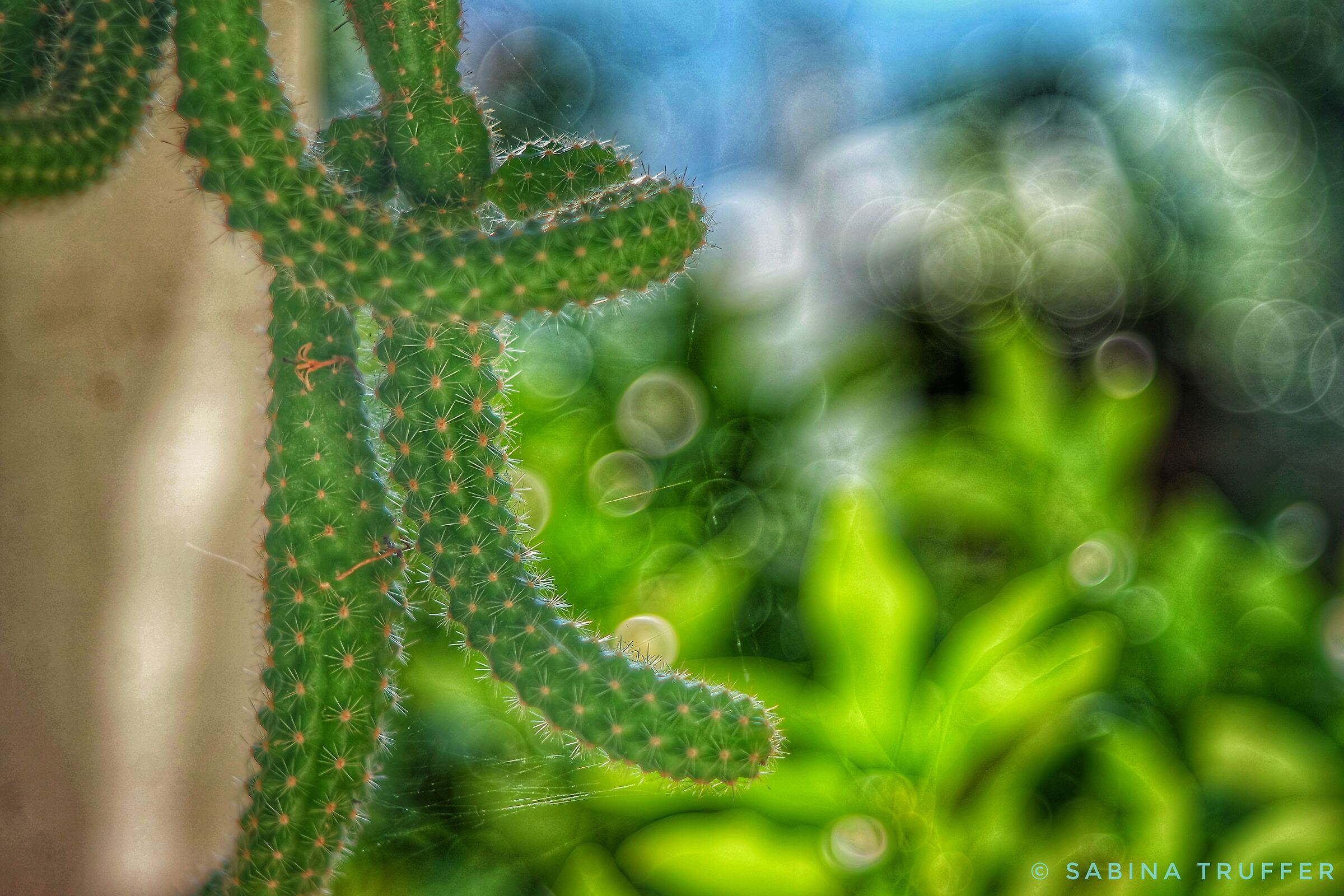 Bolle di cactus...