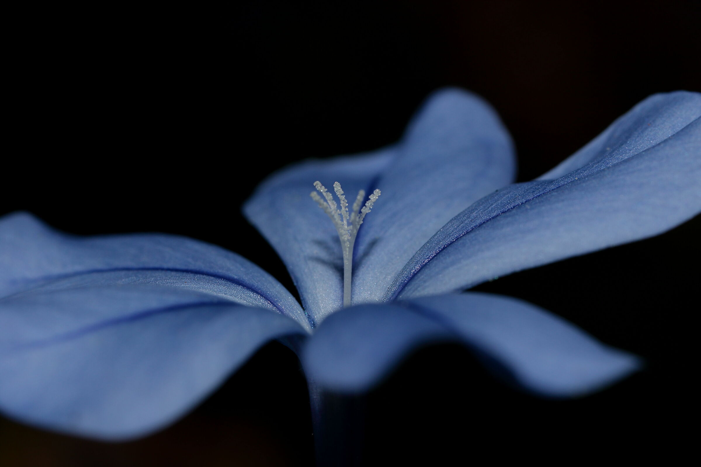 Turquoise flower...