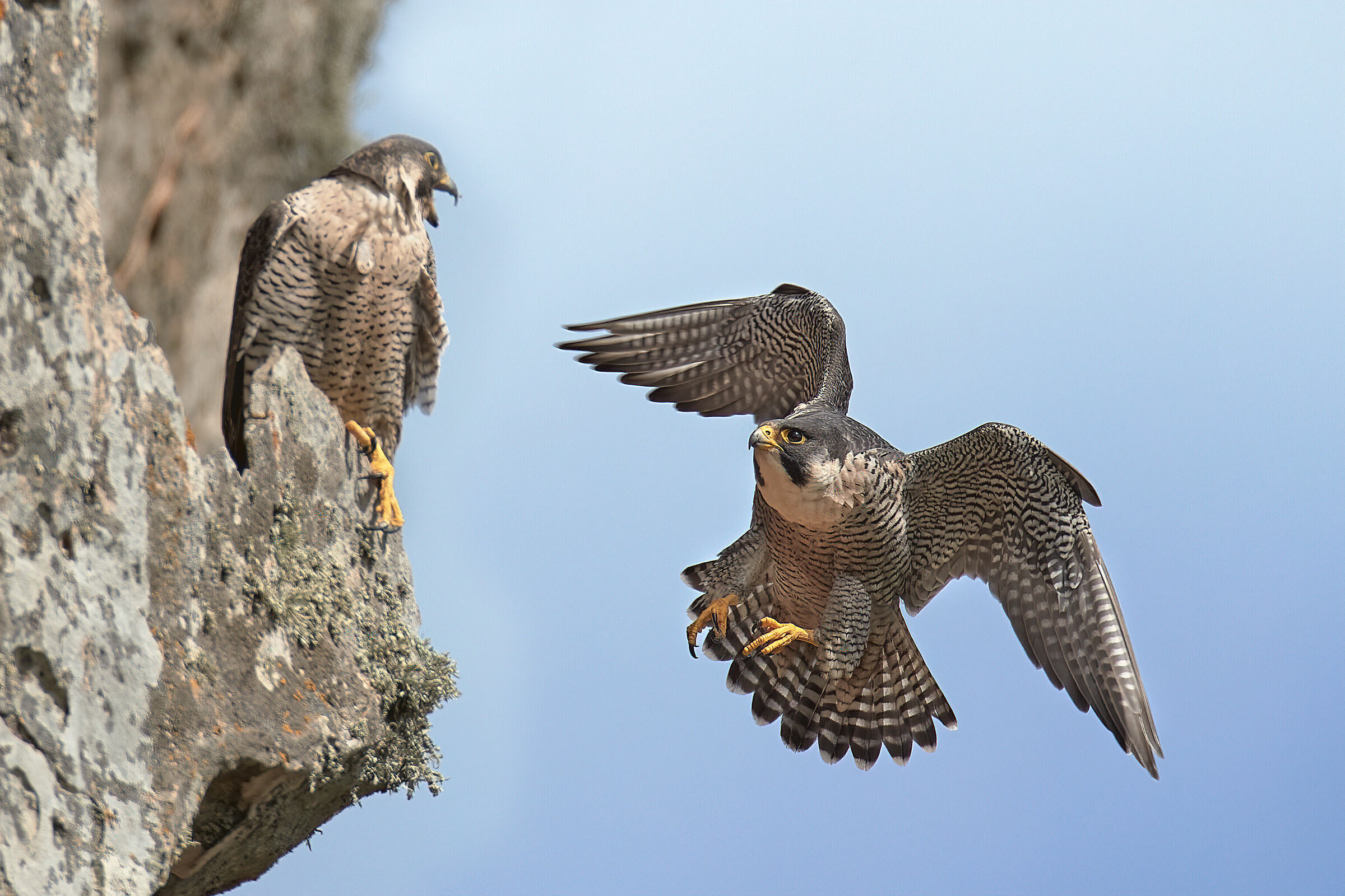 Peregrine falcons...
