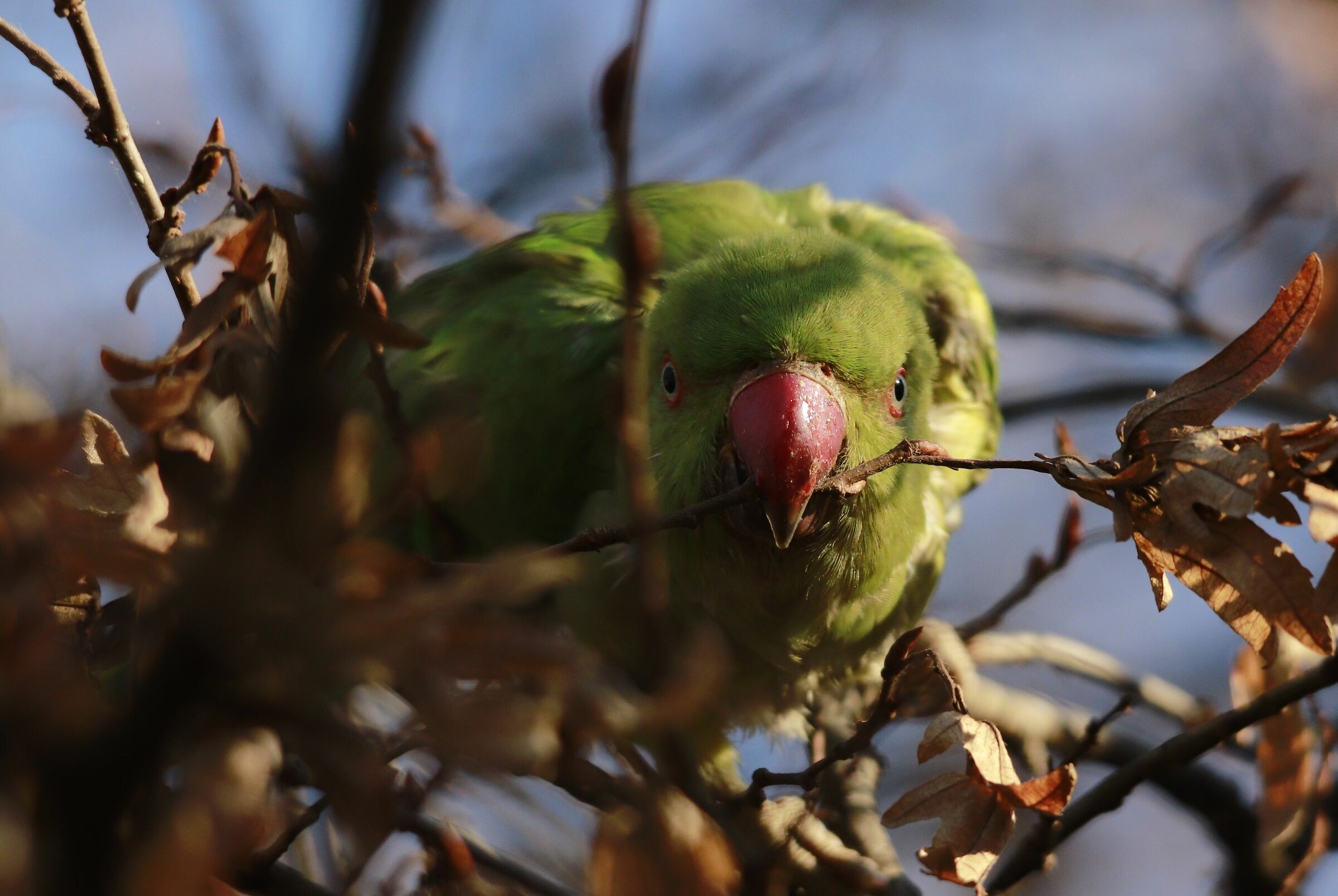 collared parakeet face-to-face 24/11/2020...