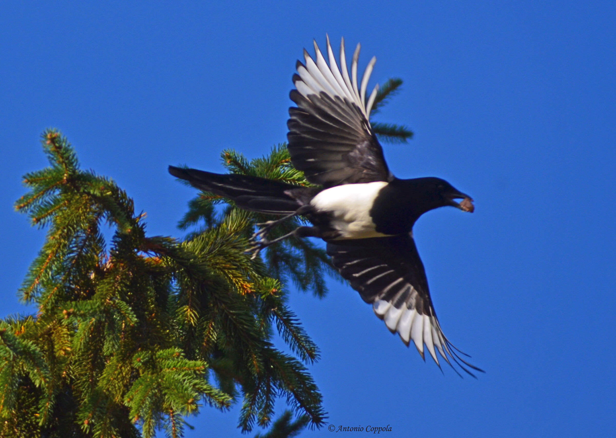 Magpie flying...