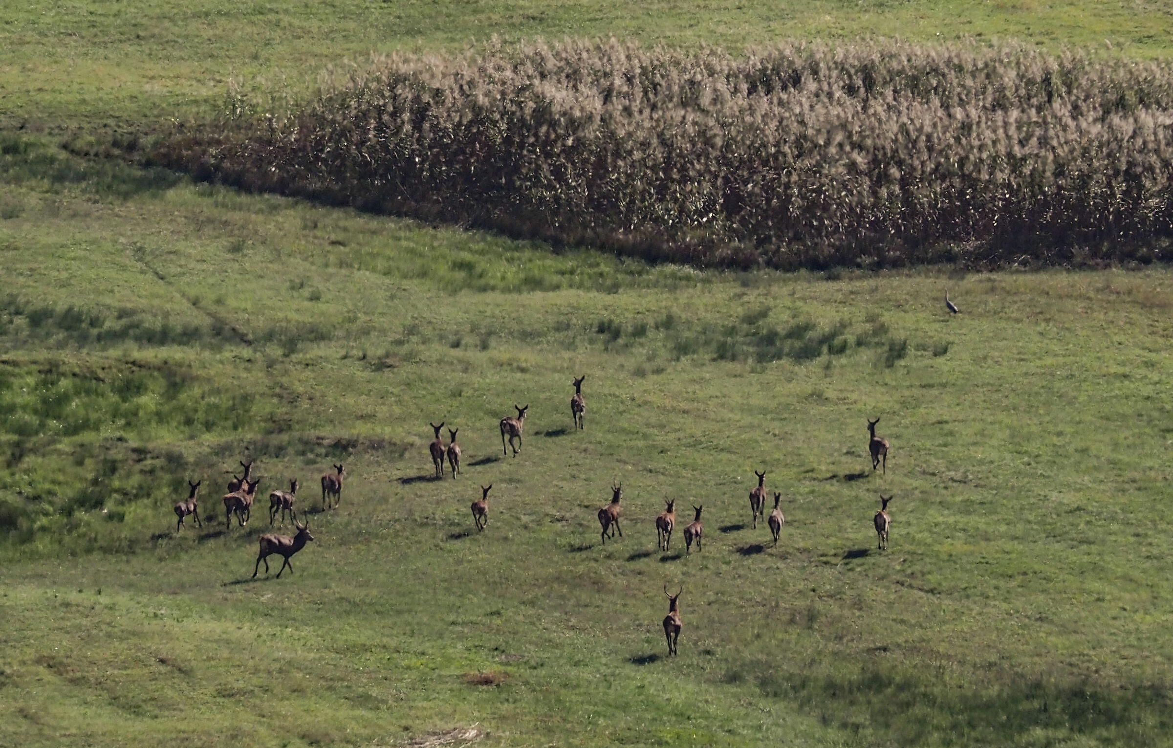 The Deer Herd of the Pian di Spagna...