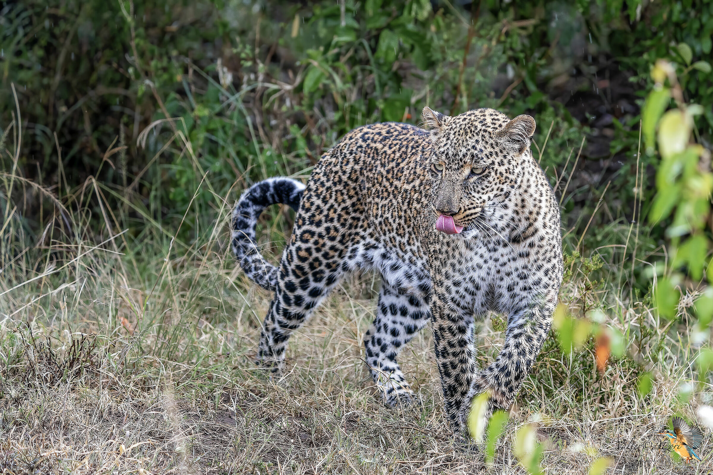 Female leopard...