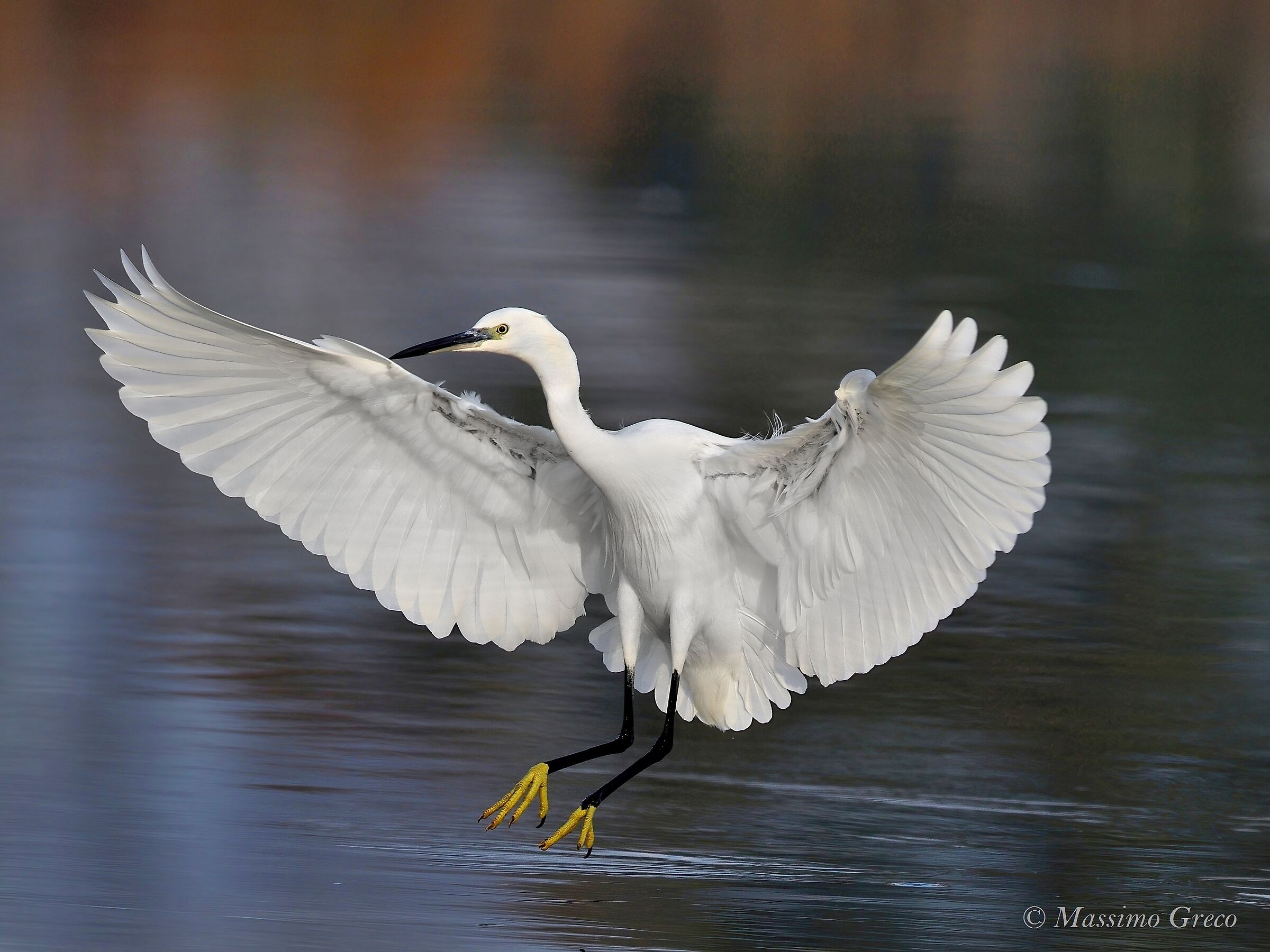 Egret landing...