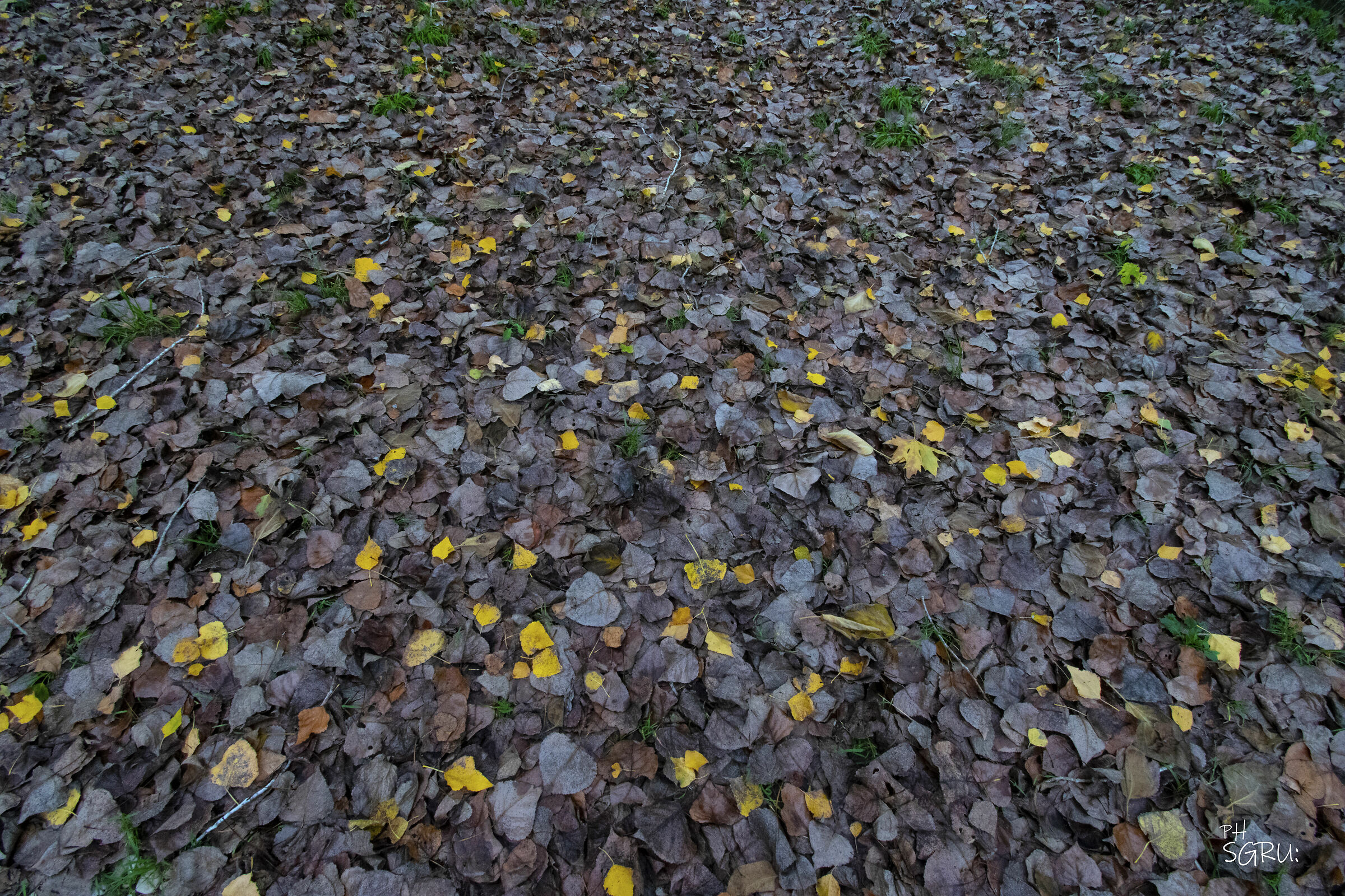 autumn carpet...