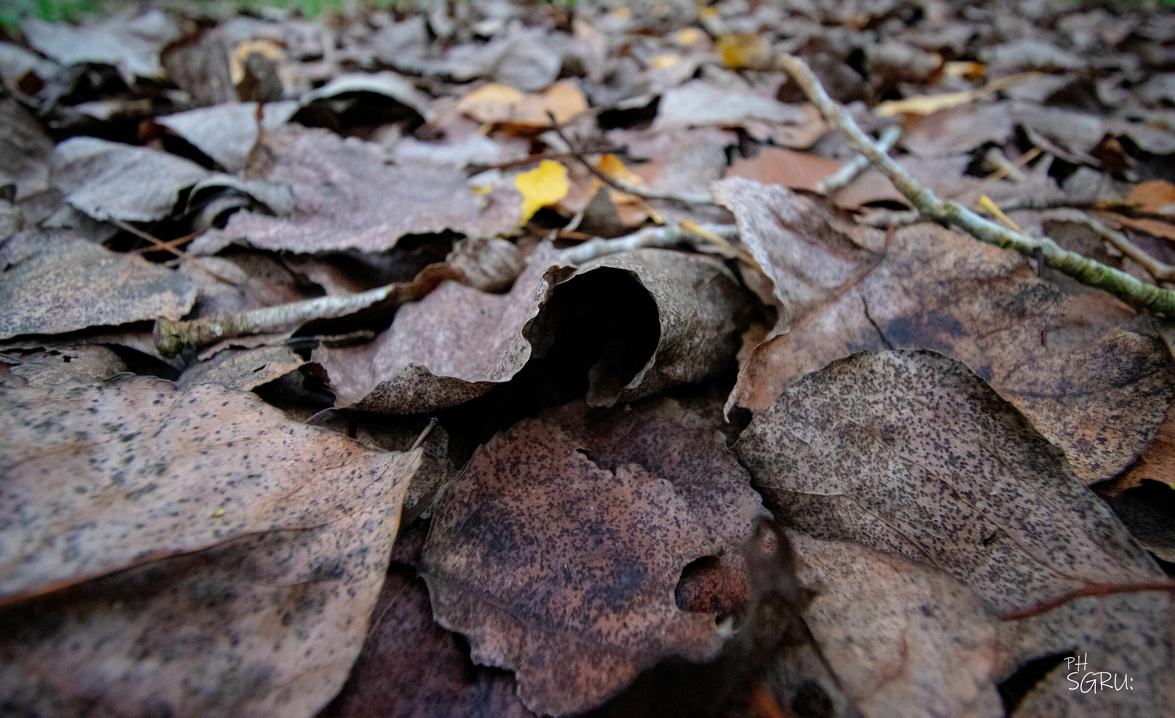 dead leaves...