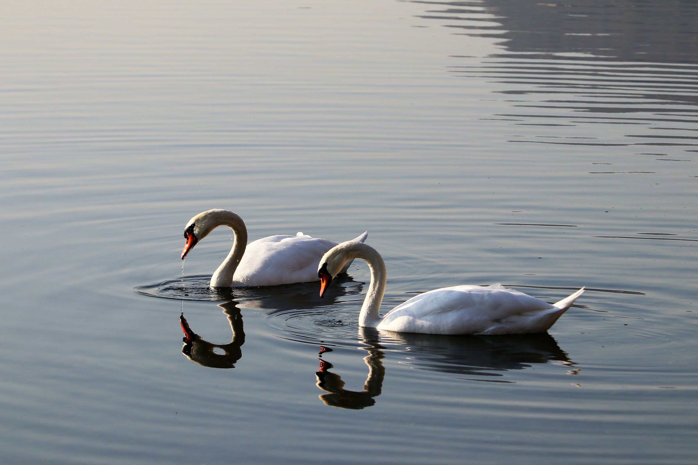 Swans...