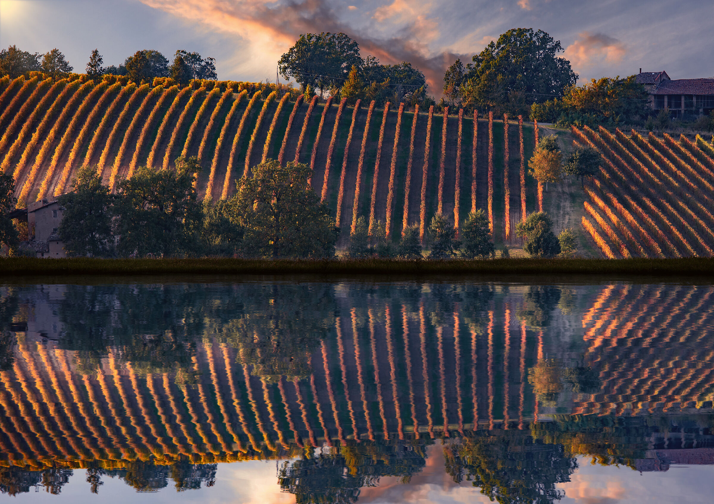 vineyard with reflection in water (invented).....