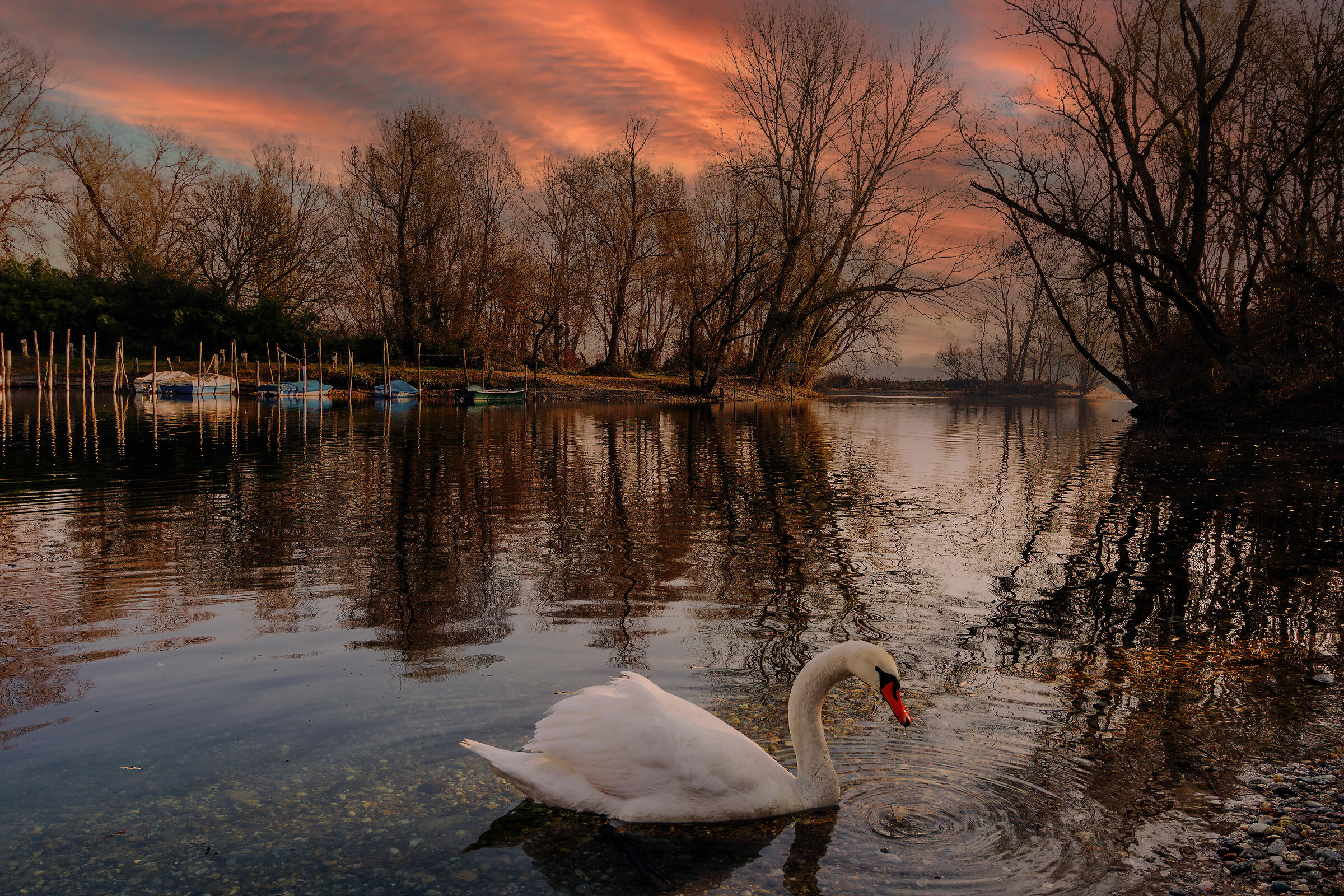 The swan is the capital S of pond poetry...