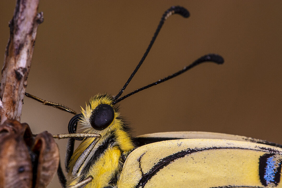 Farfalla di macaone, Parco Nazionale dell'Alta Murgia...