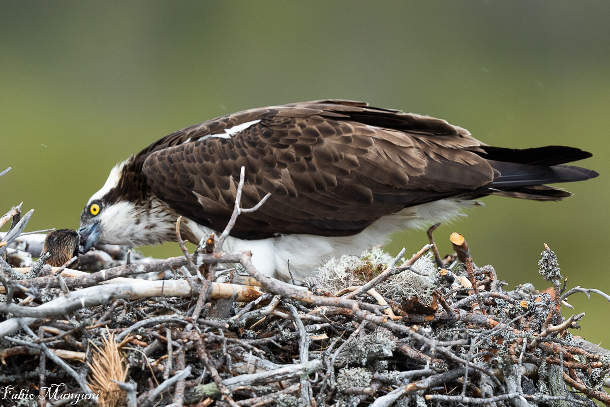 caught by the osprey -Finland ...