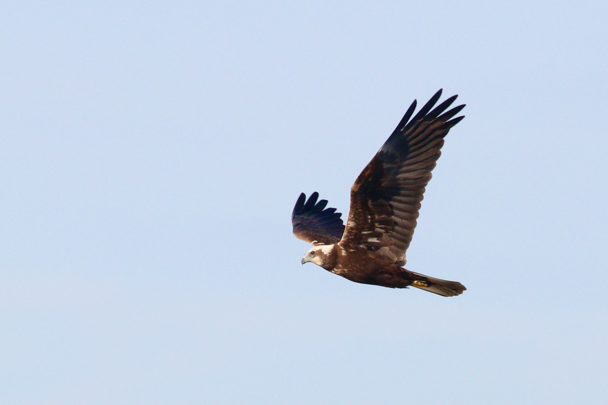 falco di palude...