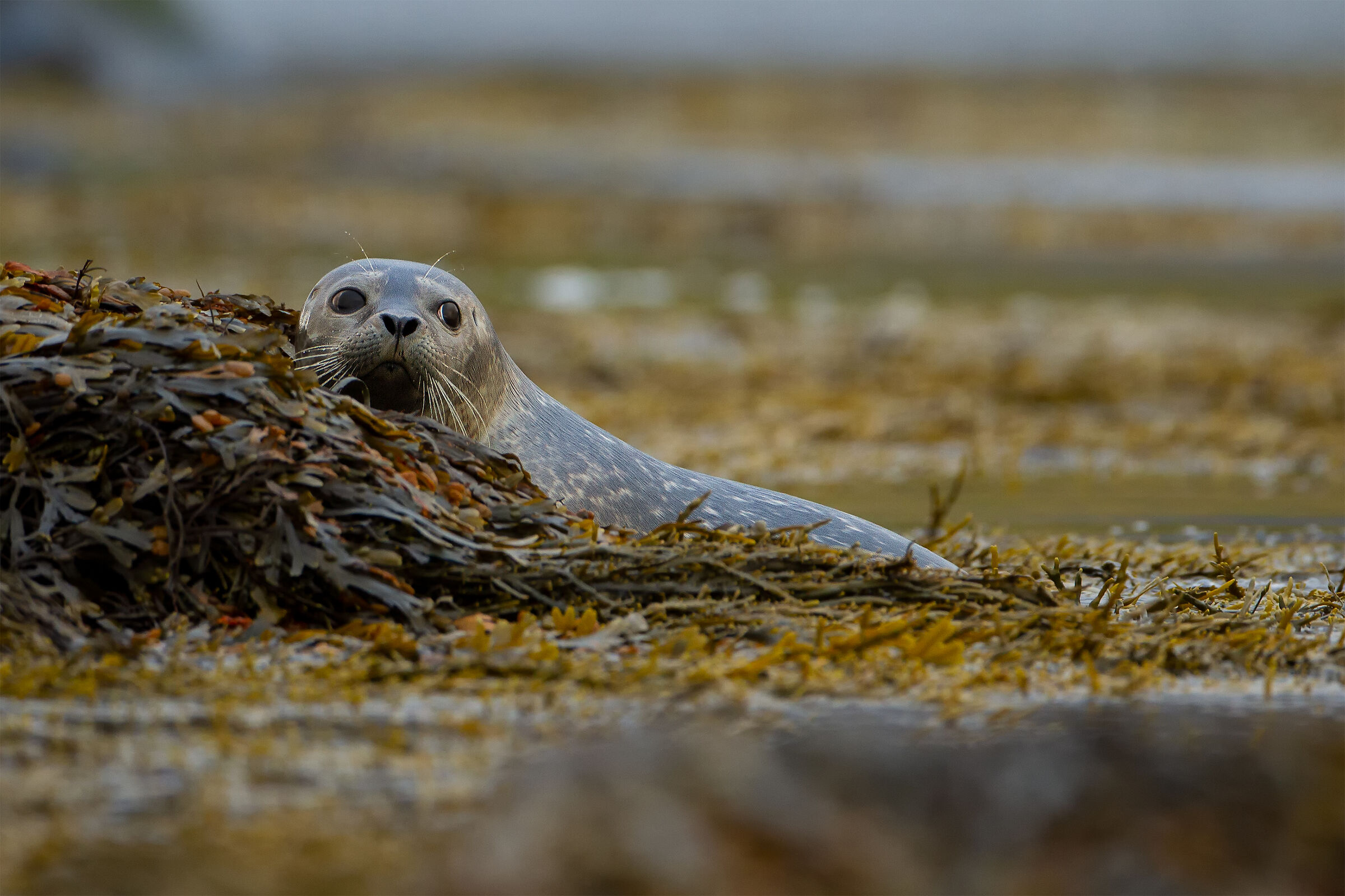 Phoca vitulina (Harbour seal)...