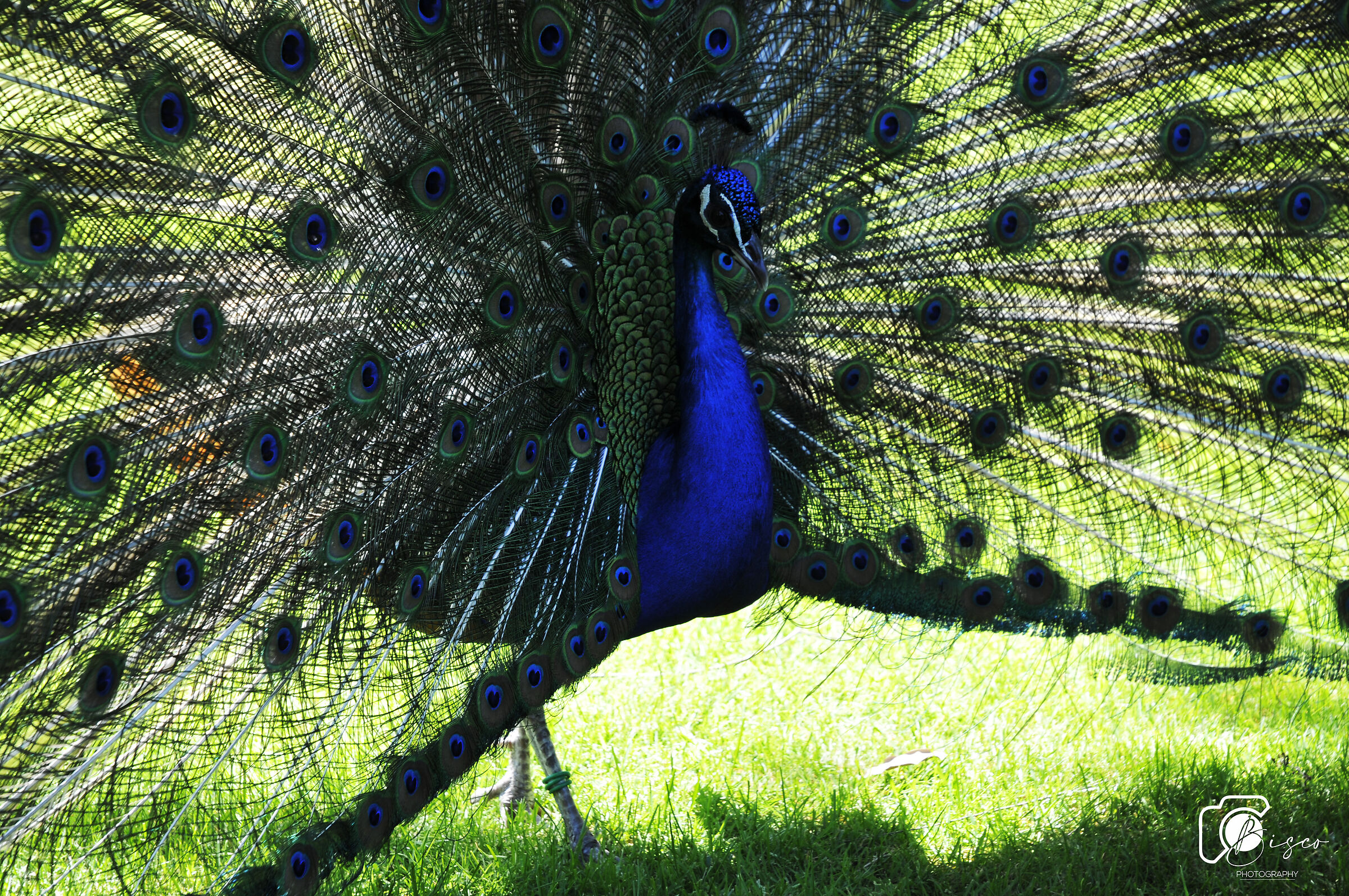 The Peacock of Mother Island (Lake Maggiore)...
