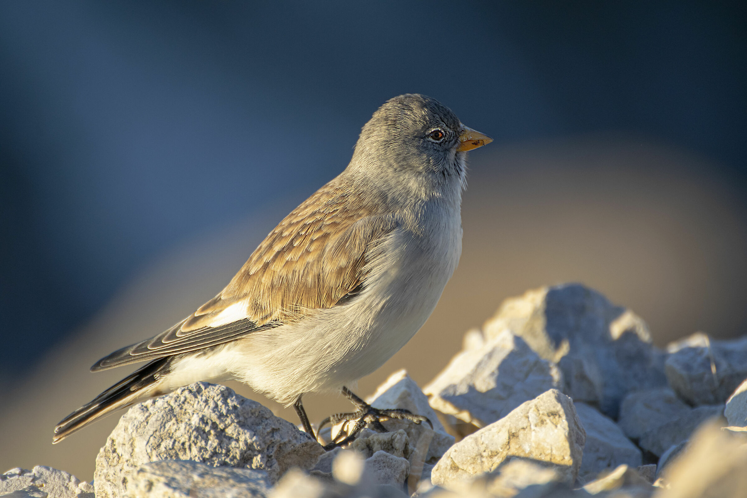 Mountain Sparrow...