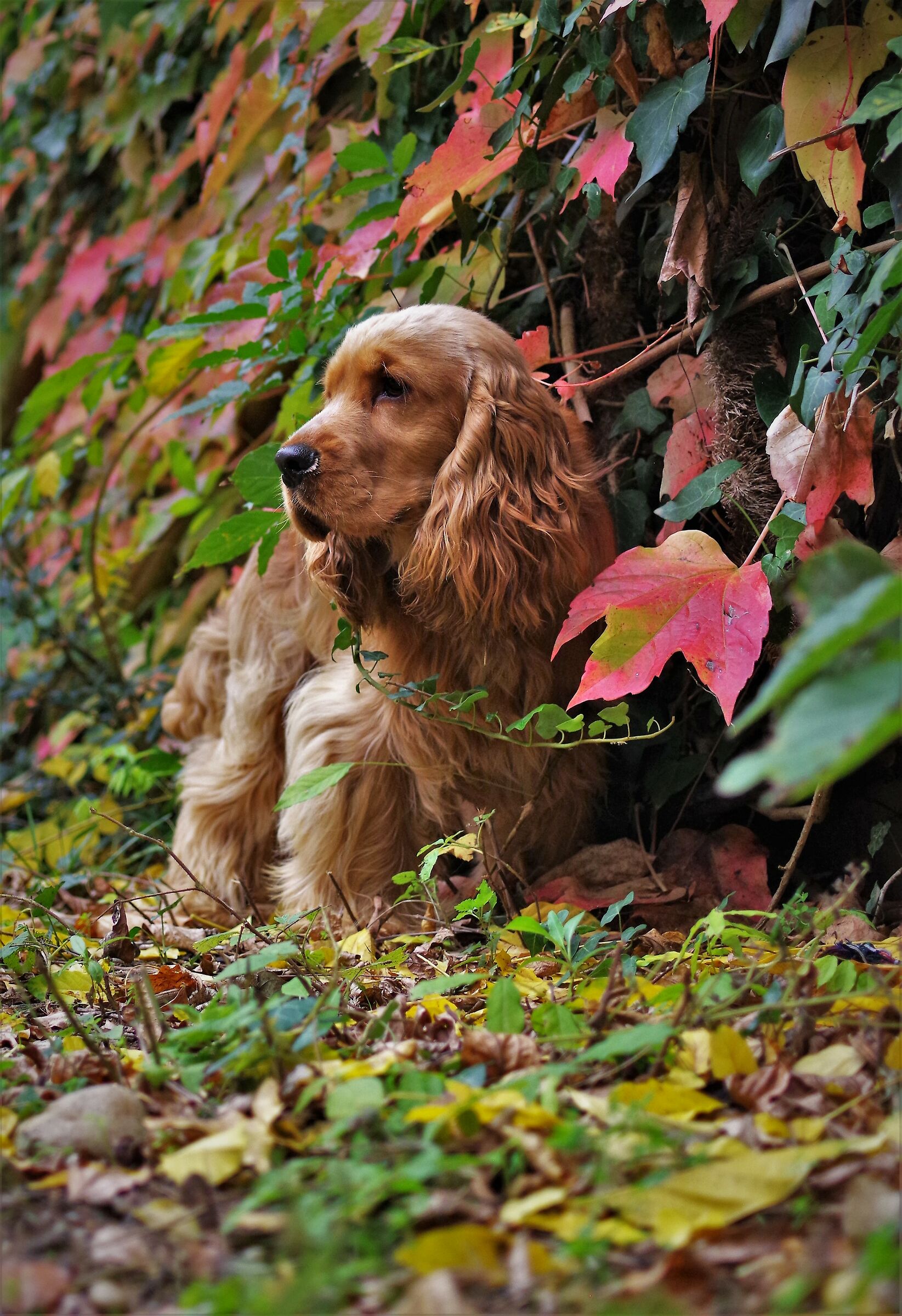 Teddy e l'autunno...
