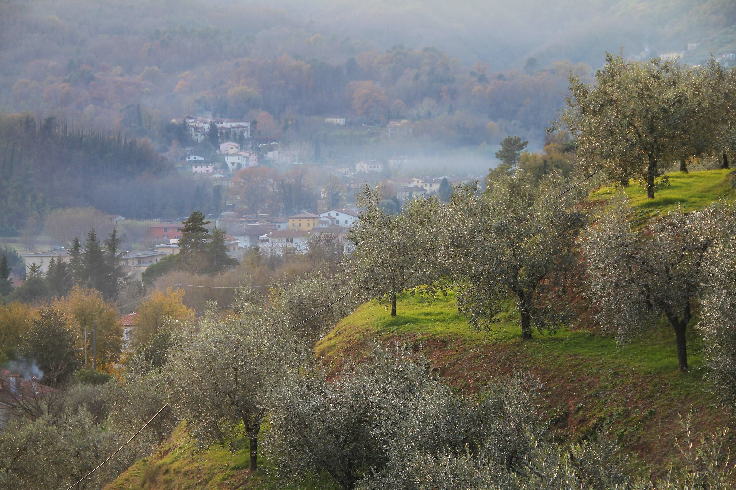 Autumn among olive trees...