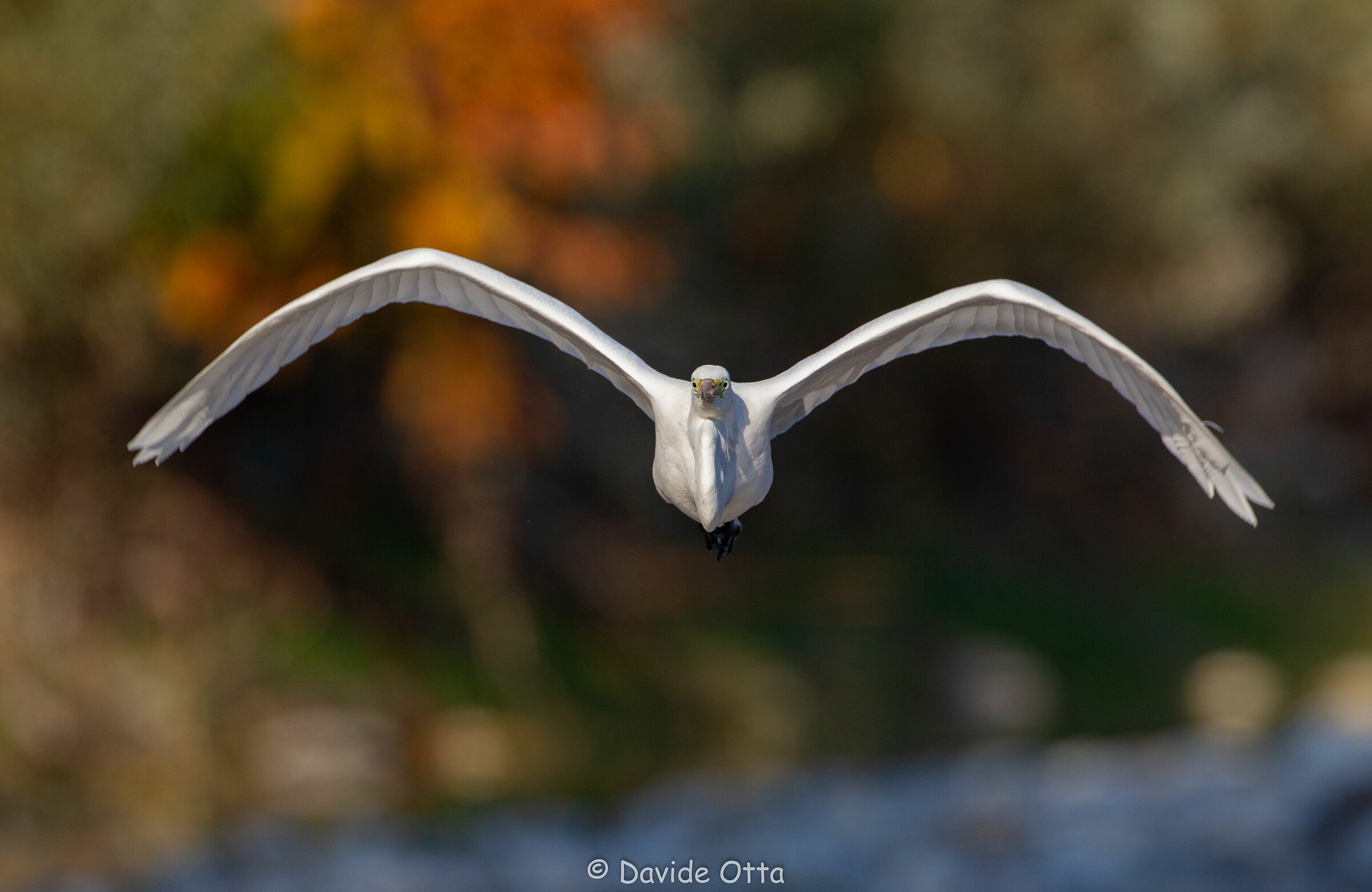White heron in front flight ...