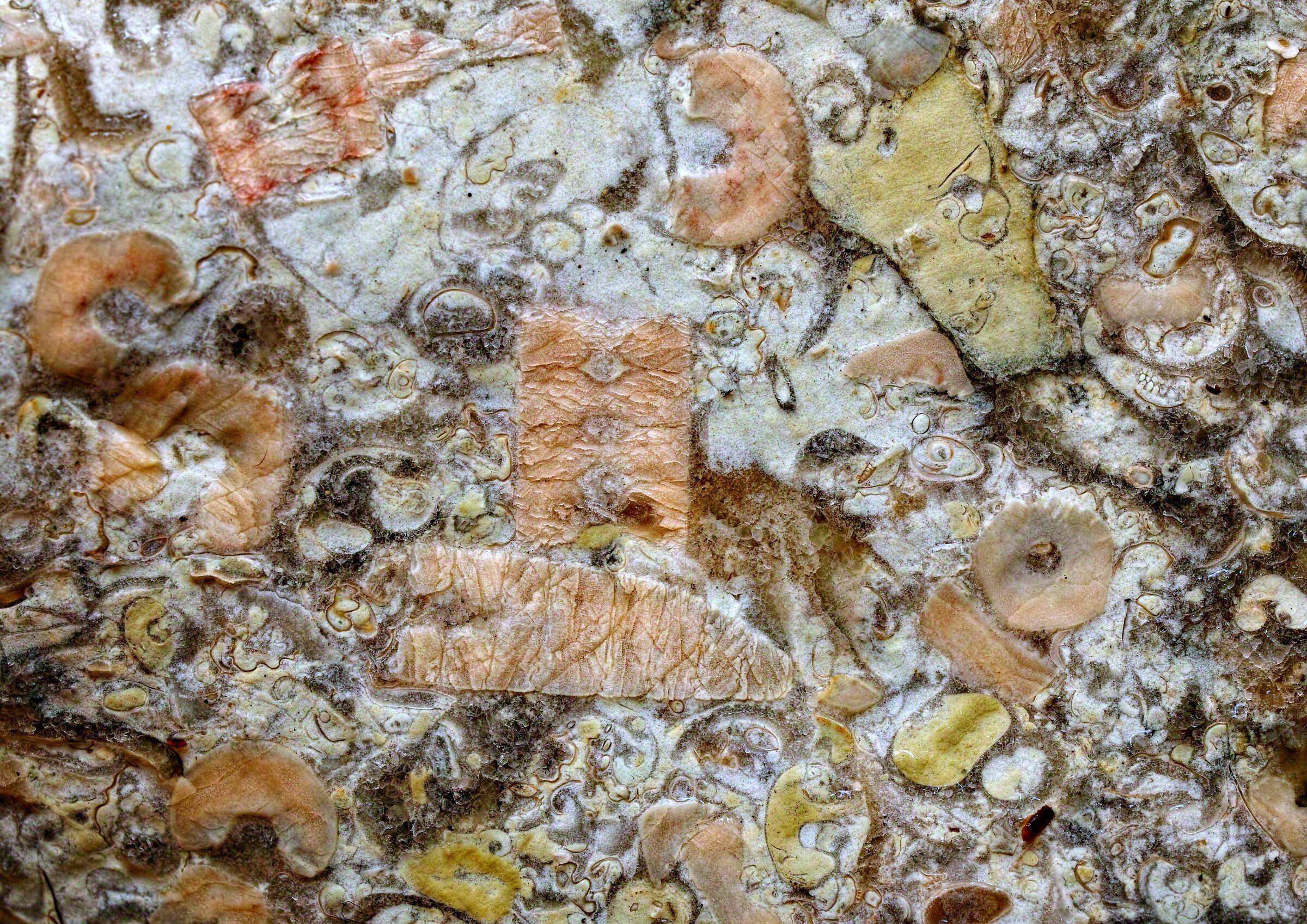 fossili in calcare del Mar Baltico...